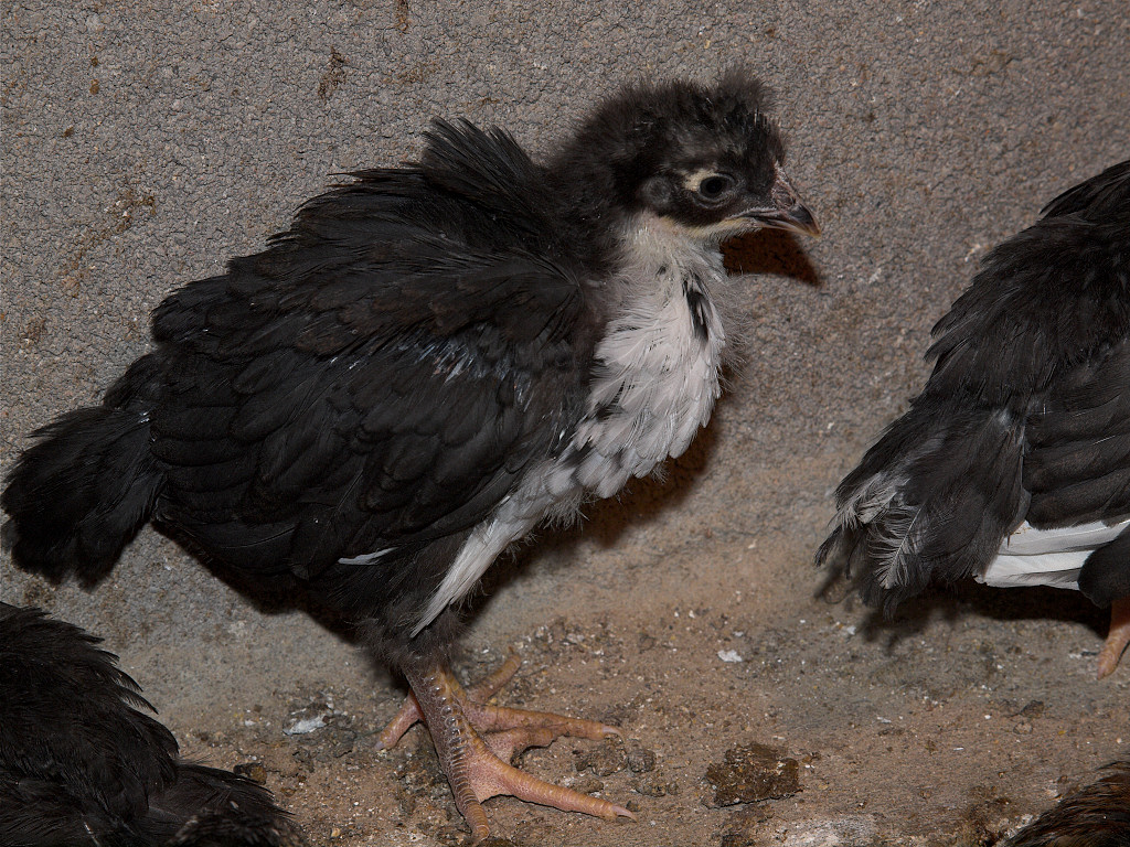 Four week old Swedish Flower Hen chick.