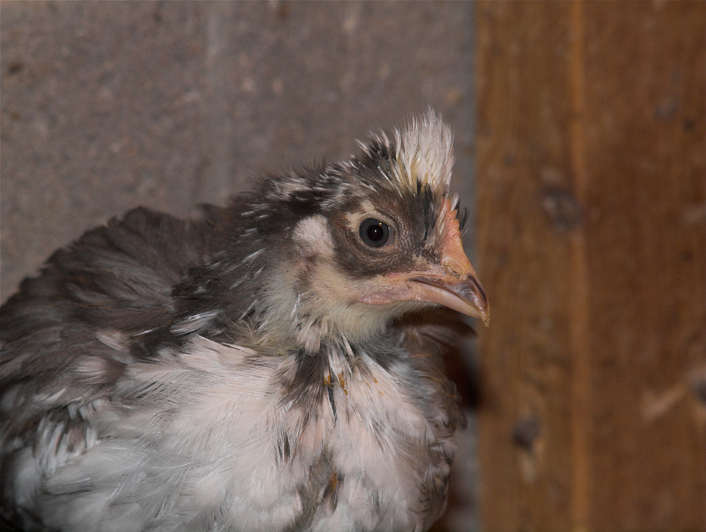 Four week old Swedish Flower Hen chick.