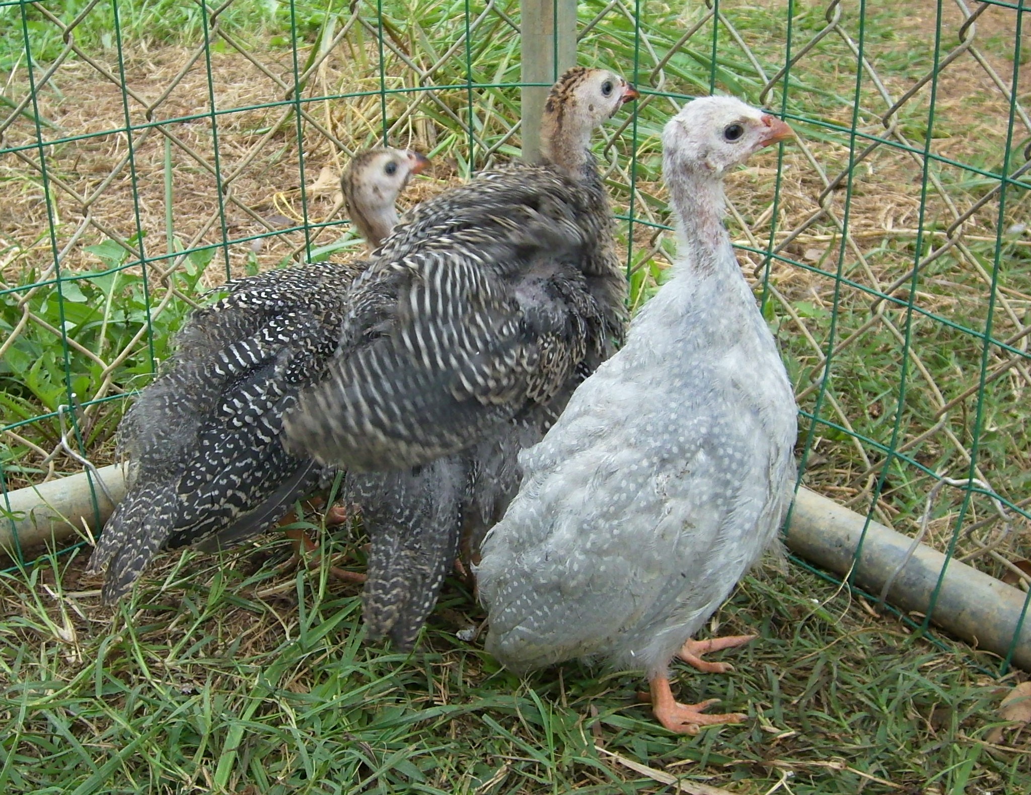Four weeks old and out of the brooder box. Not quite as cute, but a lot of fun to watch.