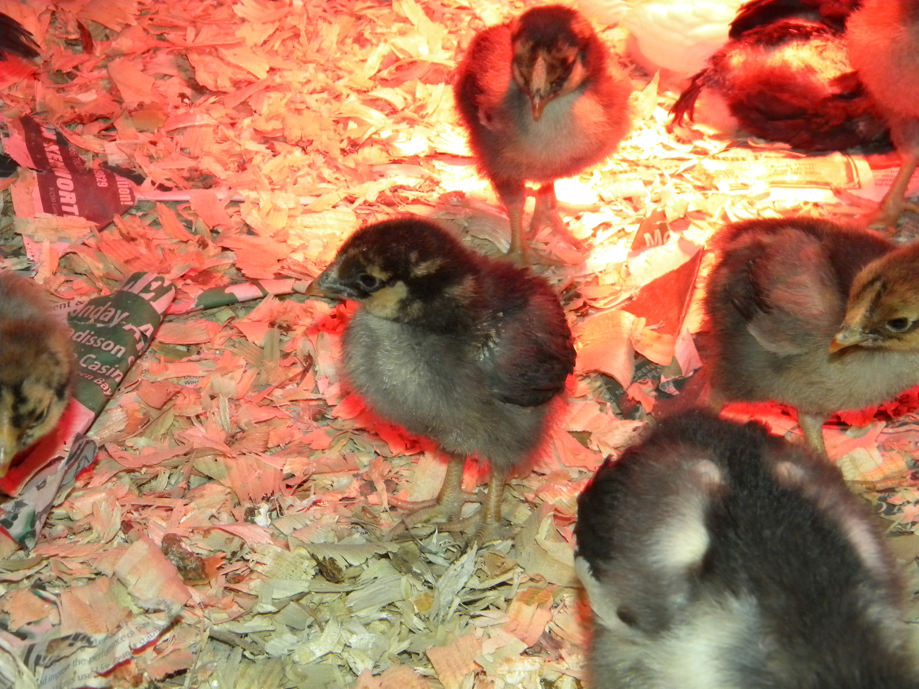 Fourth Batch GLW, JG, Leghorn, and RSL