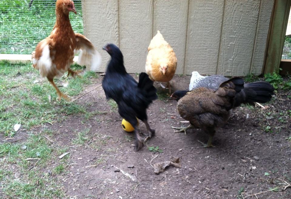 Fowl!  Morgaine is a bit mean when it comes to treats, she usually just pecks Amelia or Baby on the head but today there was some jumping