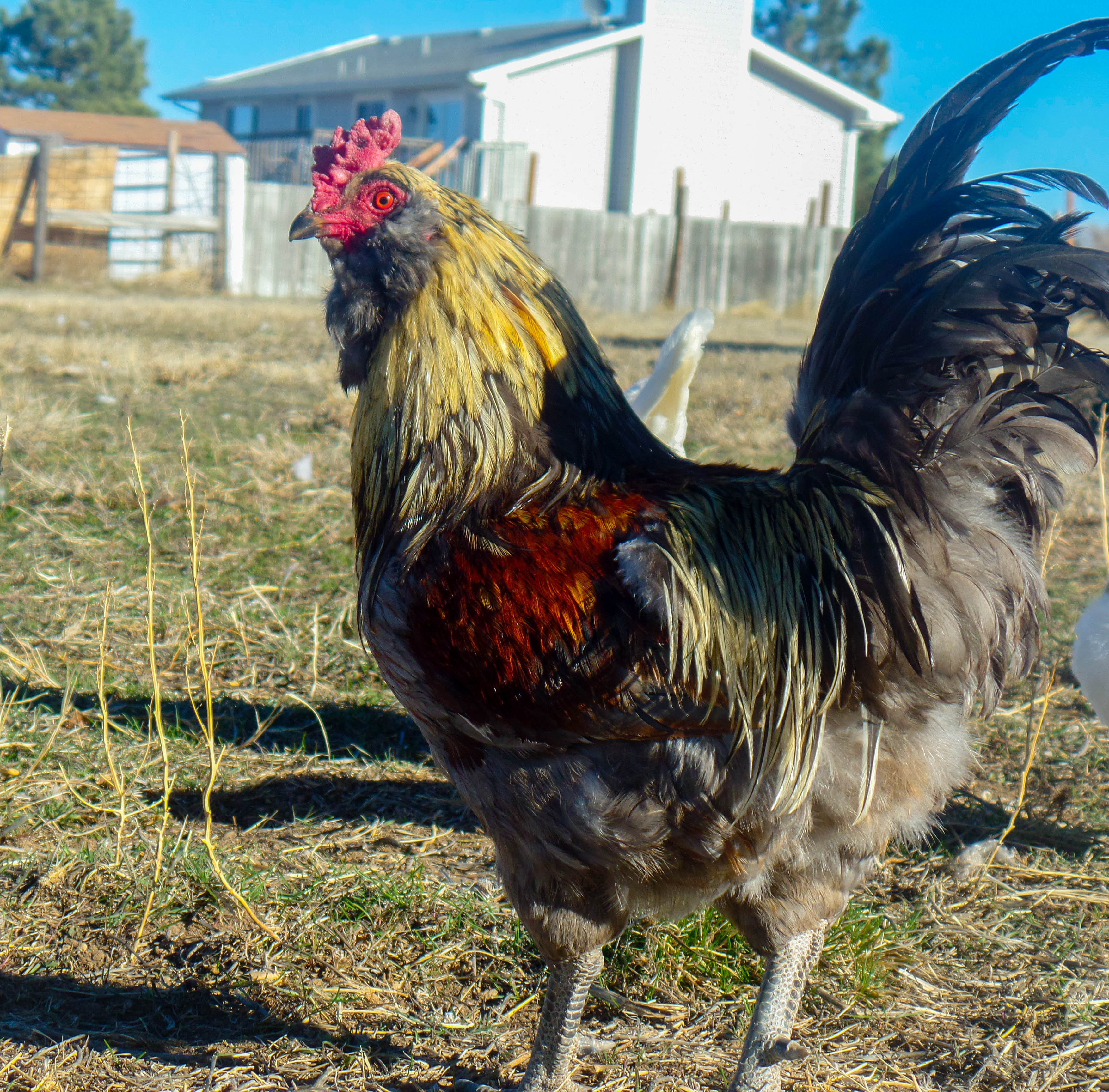 Fowler ~ Easter egger
RIP