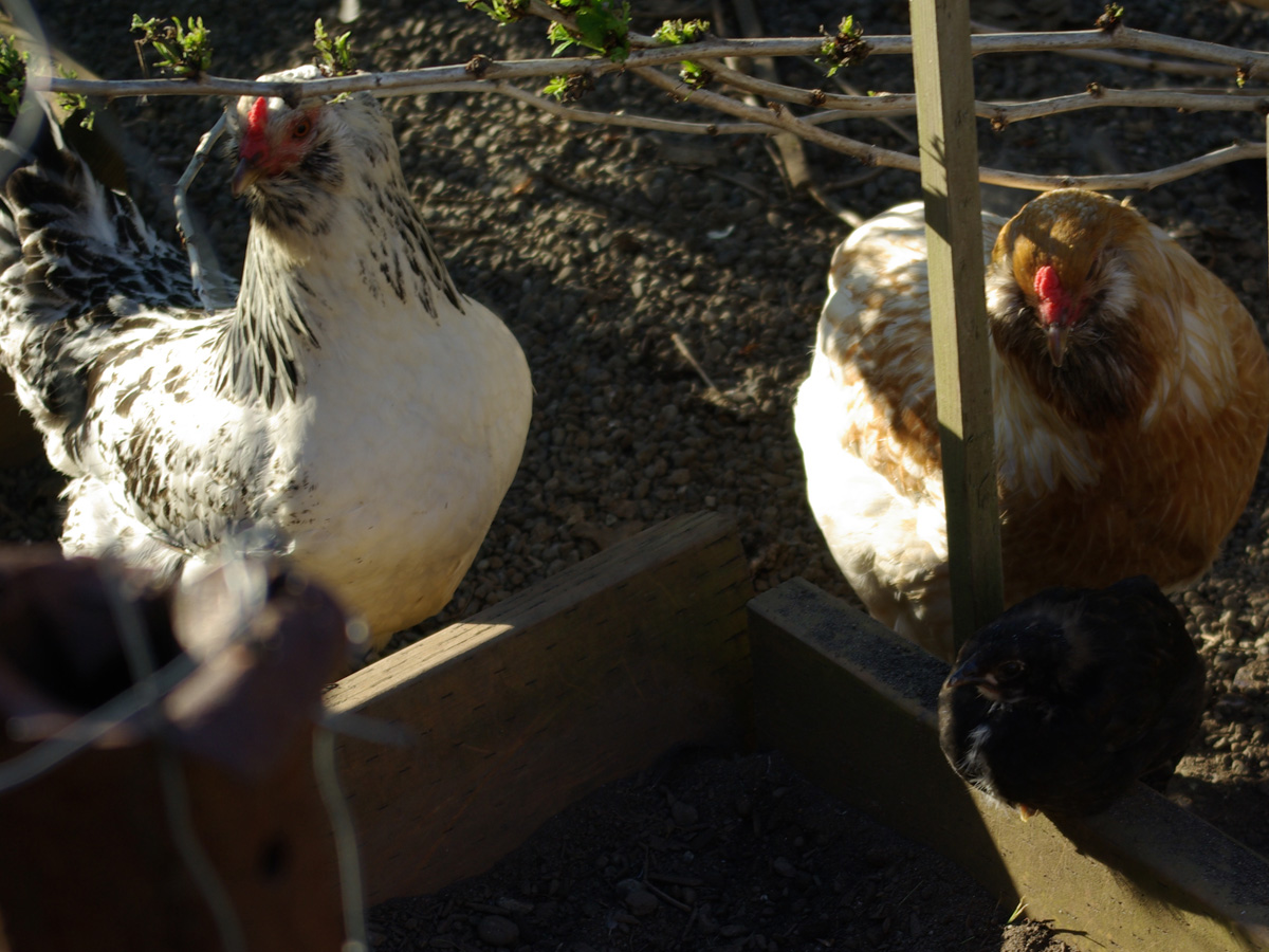 Foxglove - almost a year old Easter Egger pullet
Caramel - year old Easter Egger hen