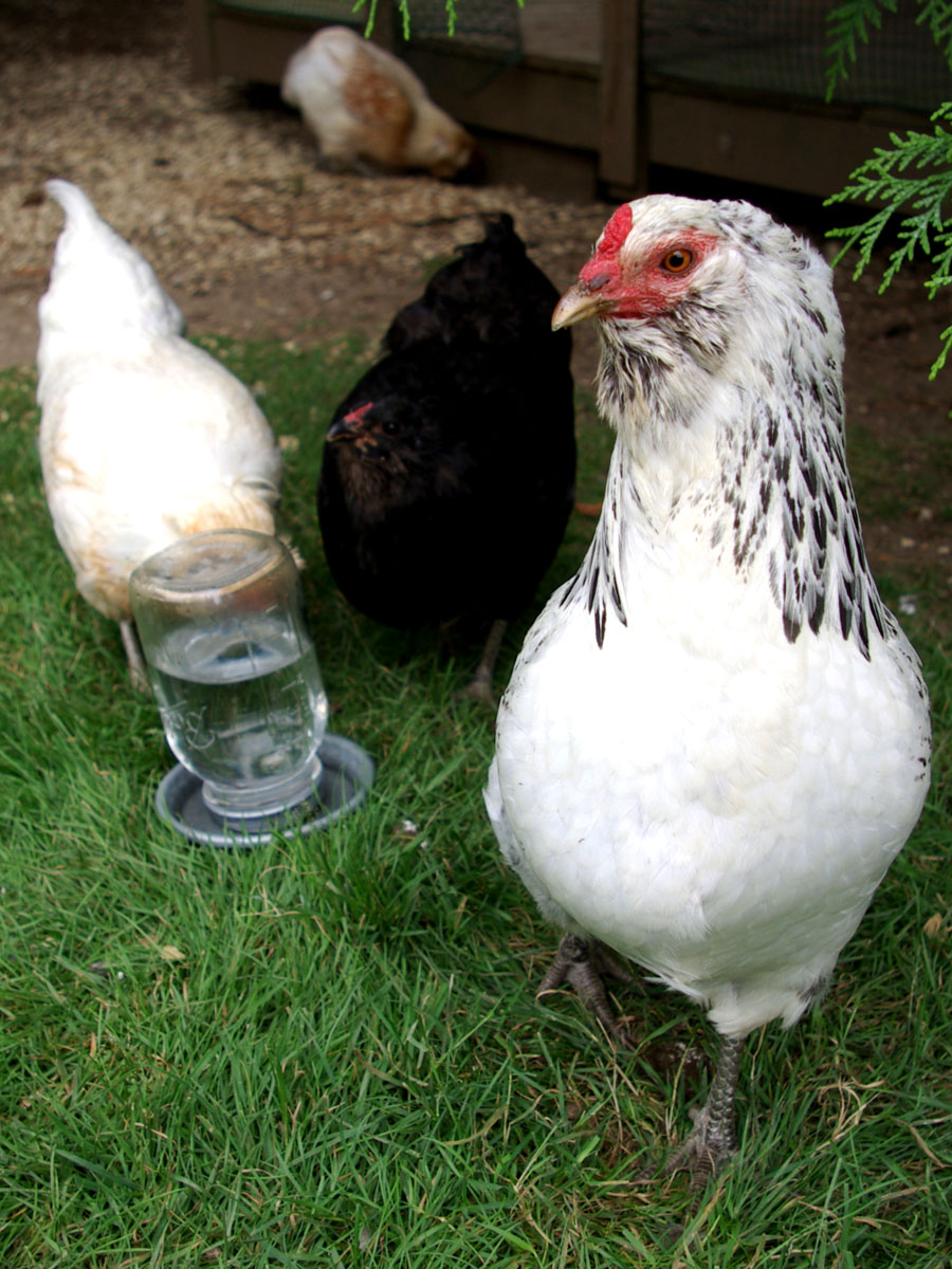 Foxglove - almost a year old Easter Egger pullet with Cubby Cheeks and Juno in the background.