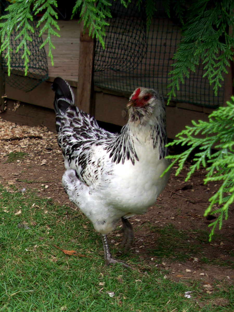 Foxglove - almost a year old Easter Egger pullet