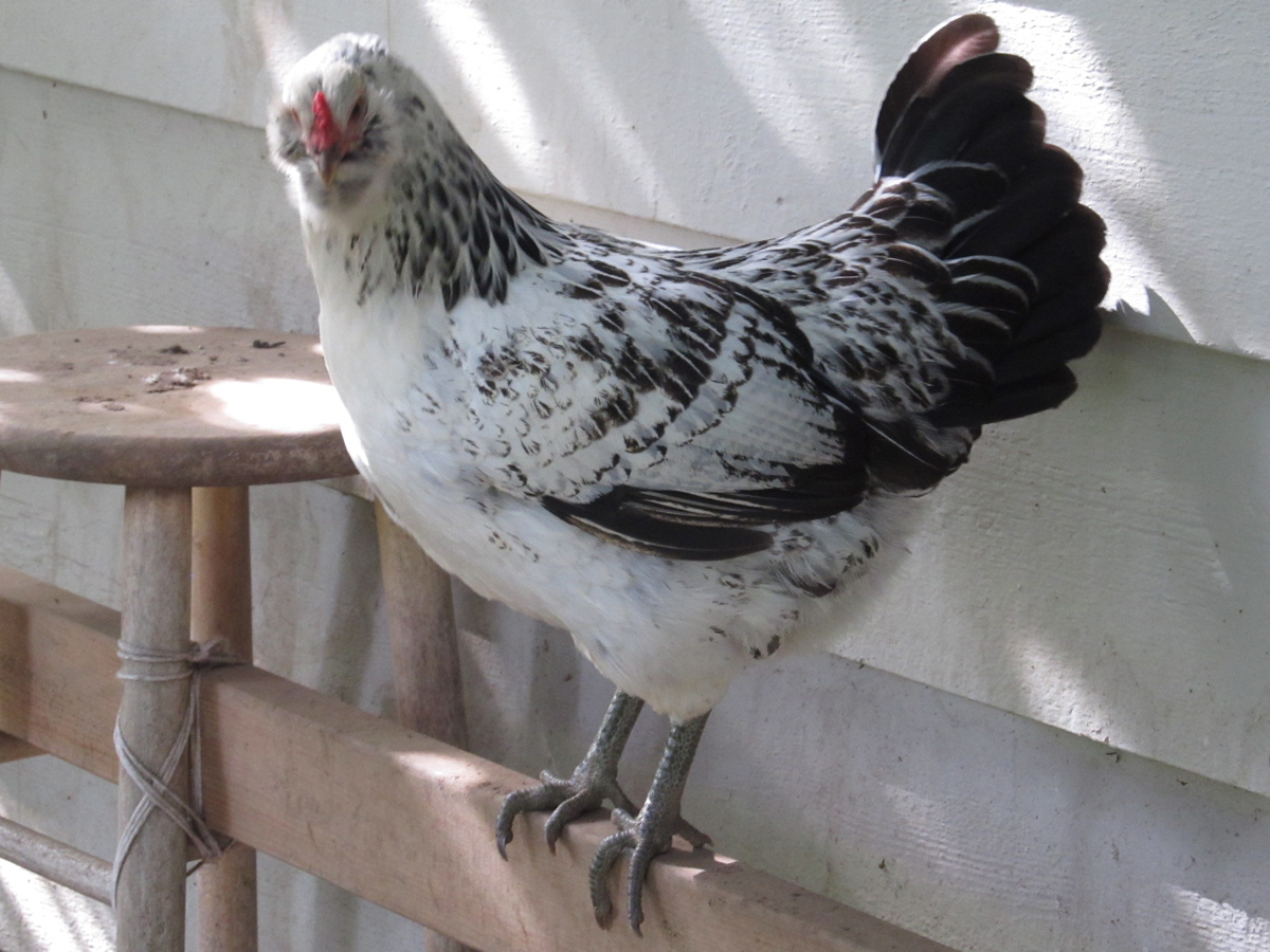 Foxglove - almost a year old Easter Egger pullet