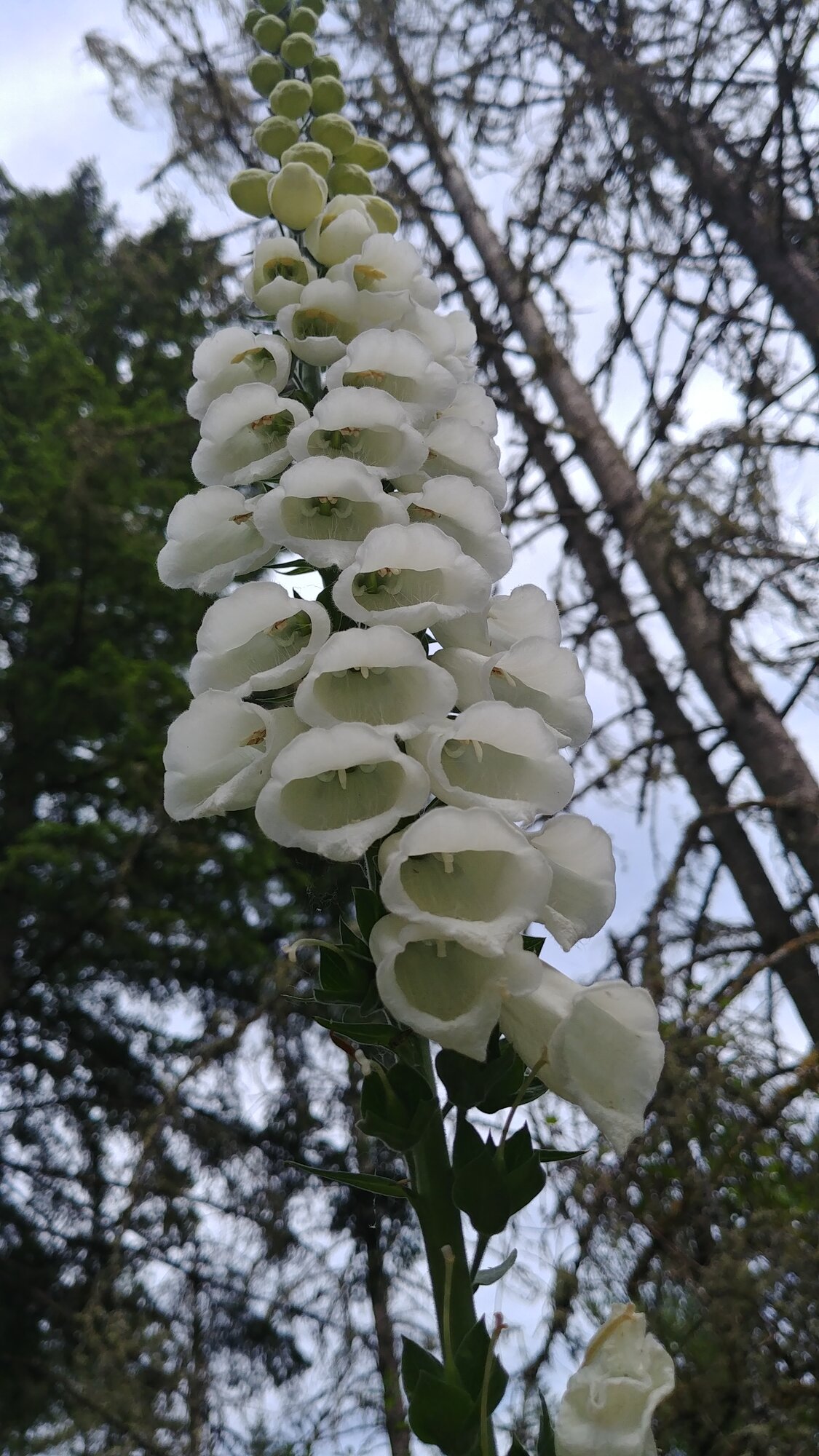 Foxglove!