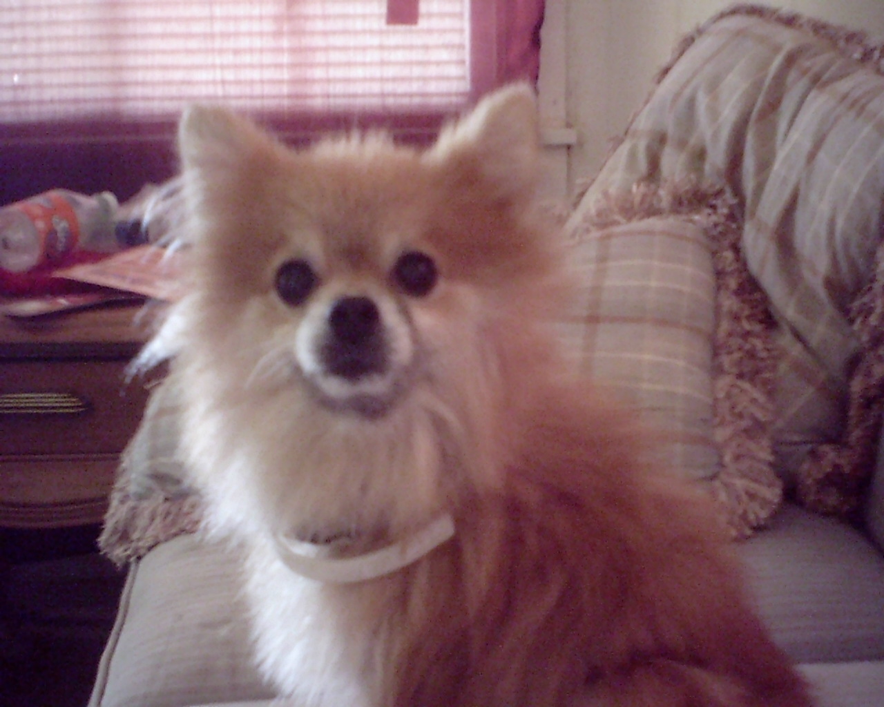Foxie is a rescue. She is an old girl and when she was found she was so matted she had a christmas light bulb matted in her hair. Now she's starting to go blind and we keep her comphy and happy.