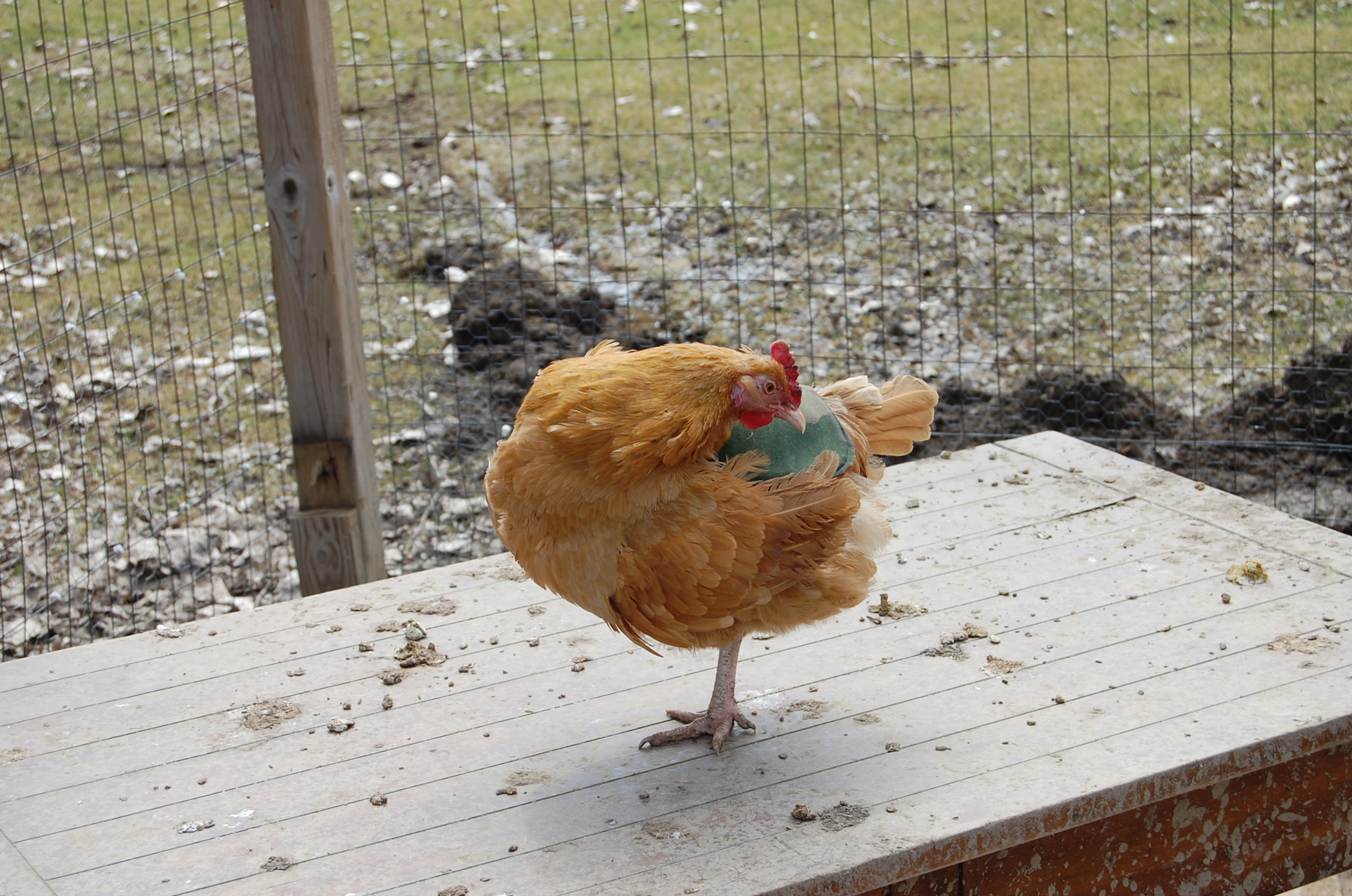 Foxy the BO with saddle while she grows back feathers after fox attack