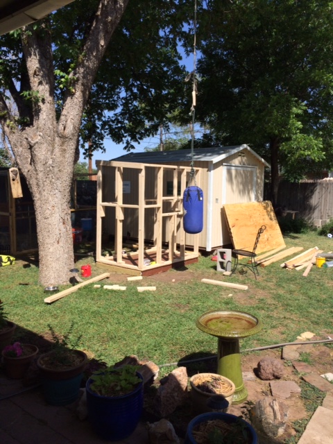 Framing of the new coop.  The smaller coop and run are to the left of this picture. We plan on joining the runs.