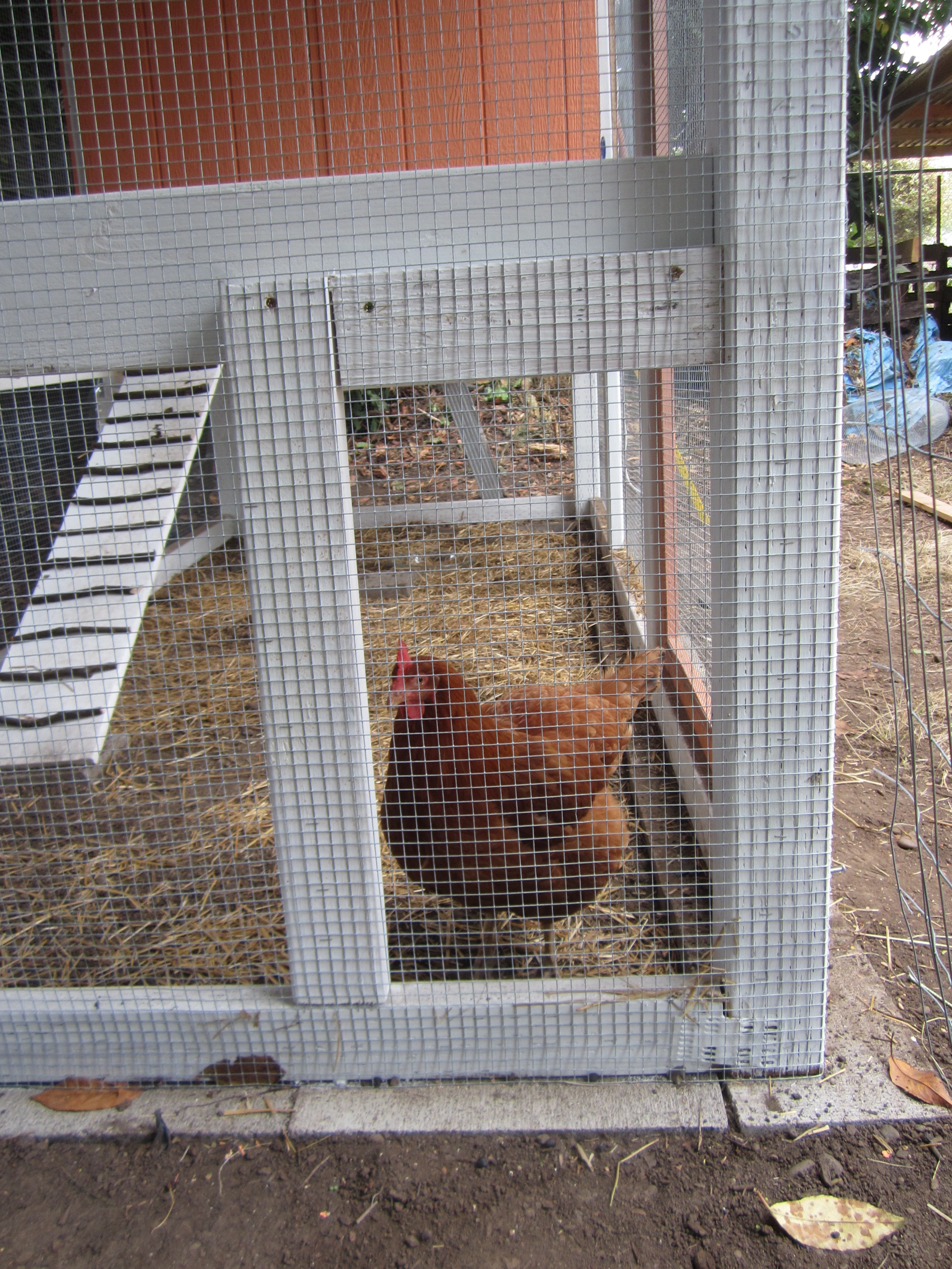 Framing the run access door for the chickens