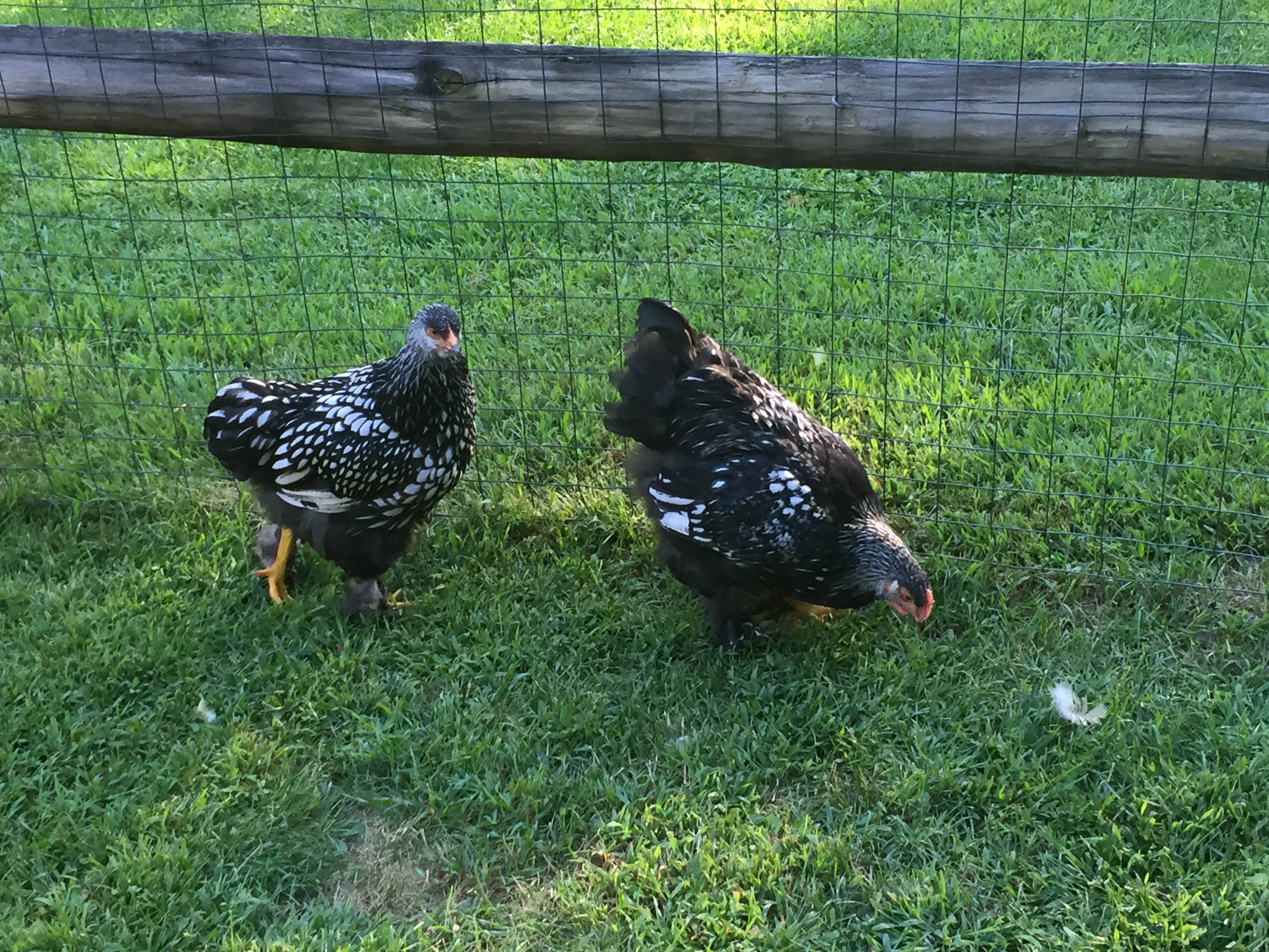 Fran and Barb at 3 mos