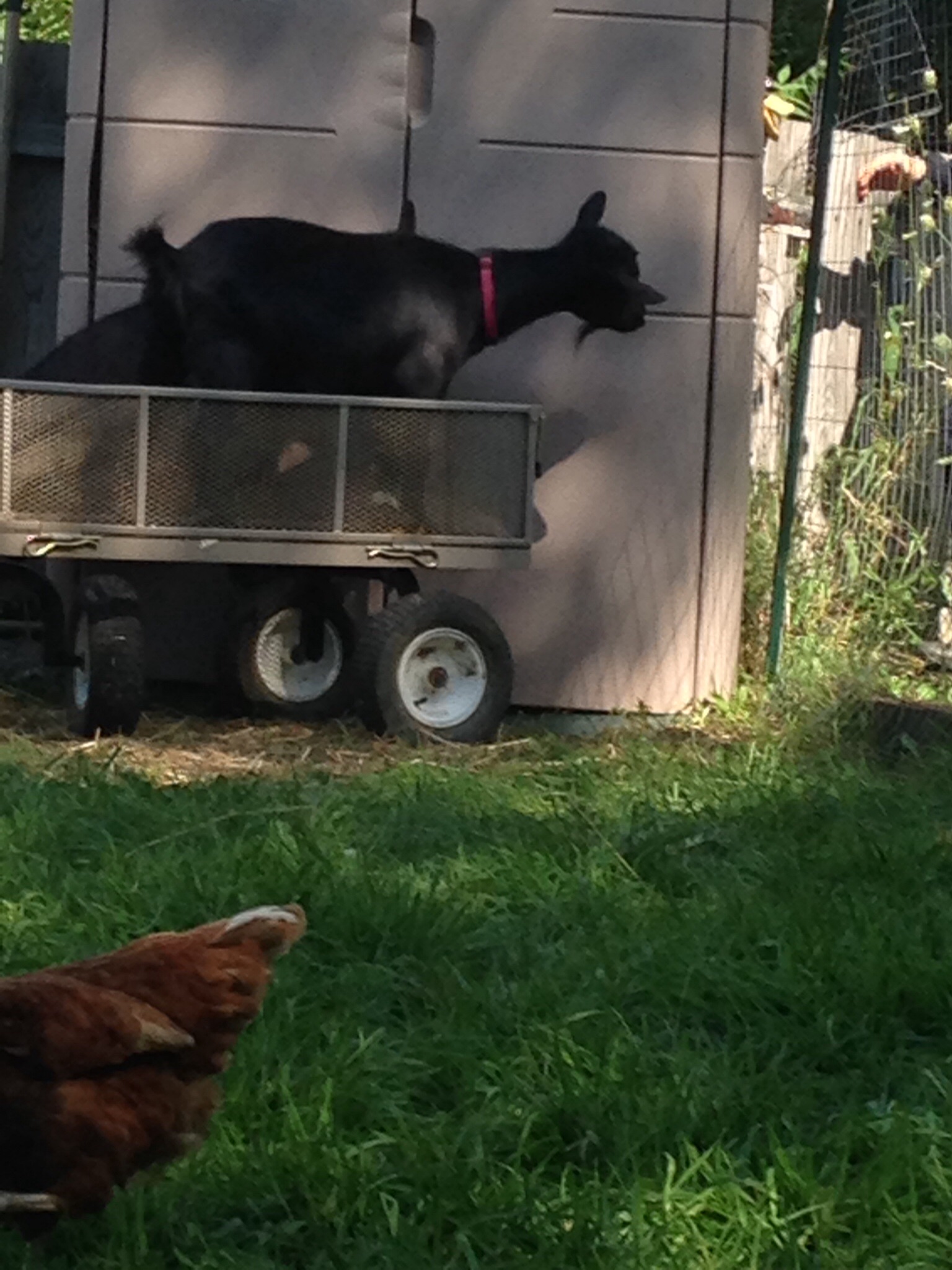 Frankie and Skittles are trying to take a ride. The chickens don't seem to mind them.