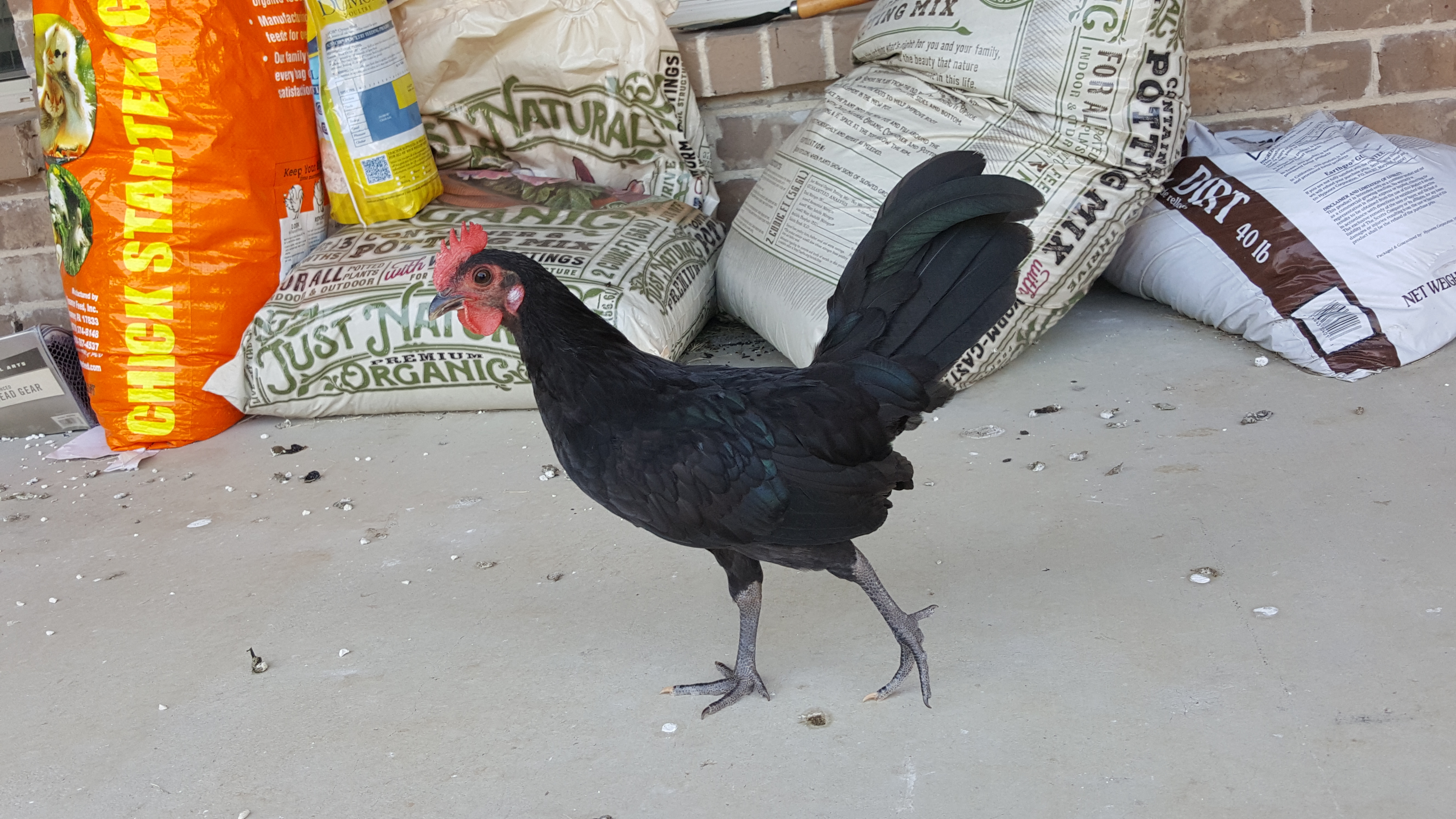 Franklin (was Fifi)