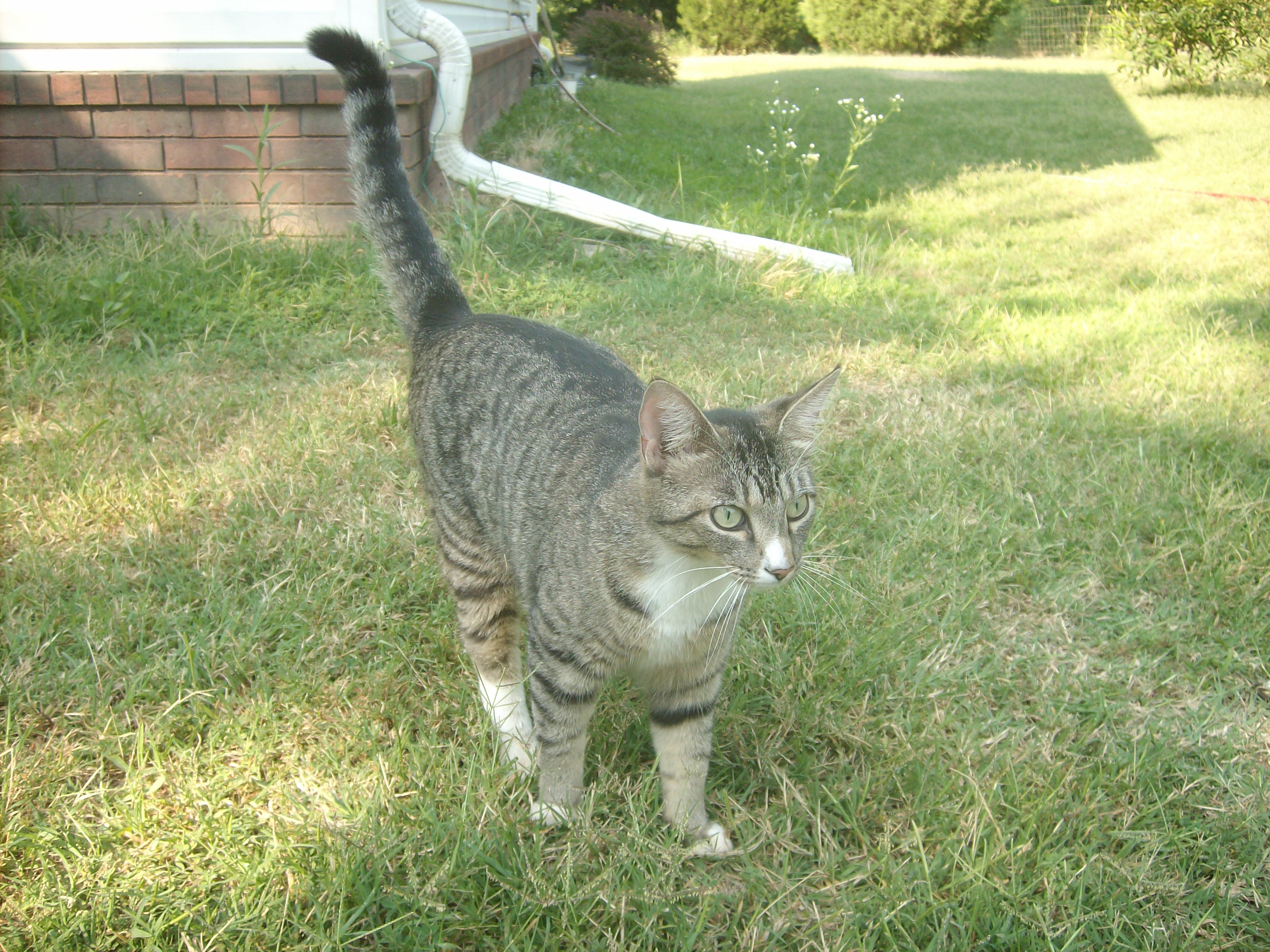 Franny.  a.k.a.  Franchesca
Youngest member of the cat herd.  Favorite hobbies include patroling the front yard for Robins and exterminating lizards from the front porch and flower beds.