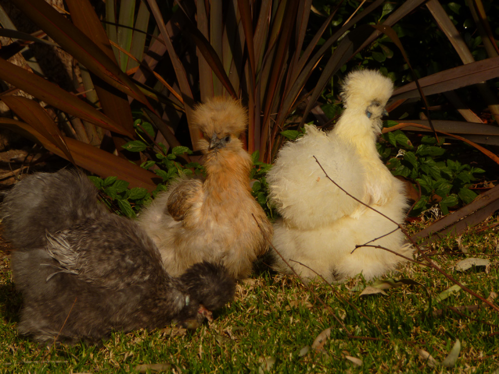 Freckles, Bobble & Butterscotch