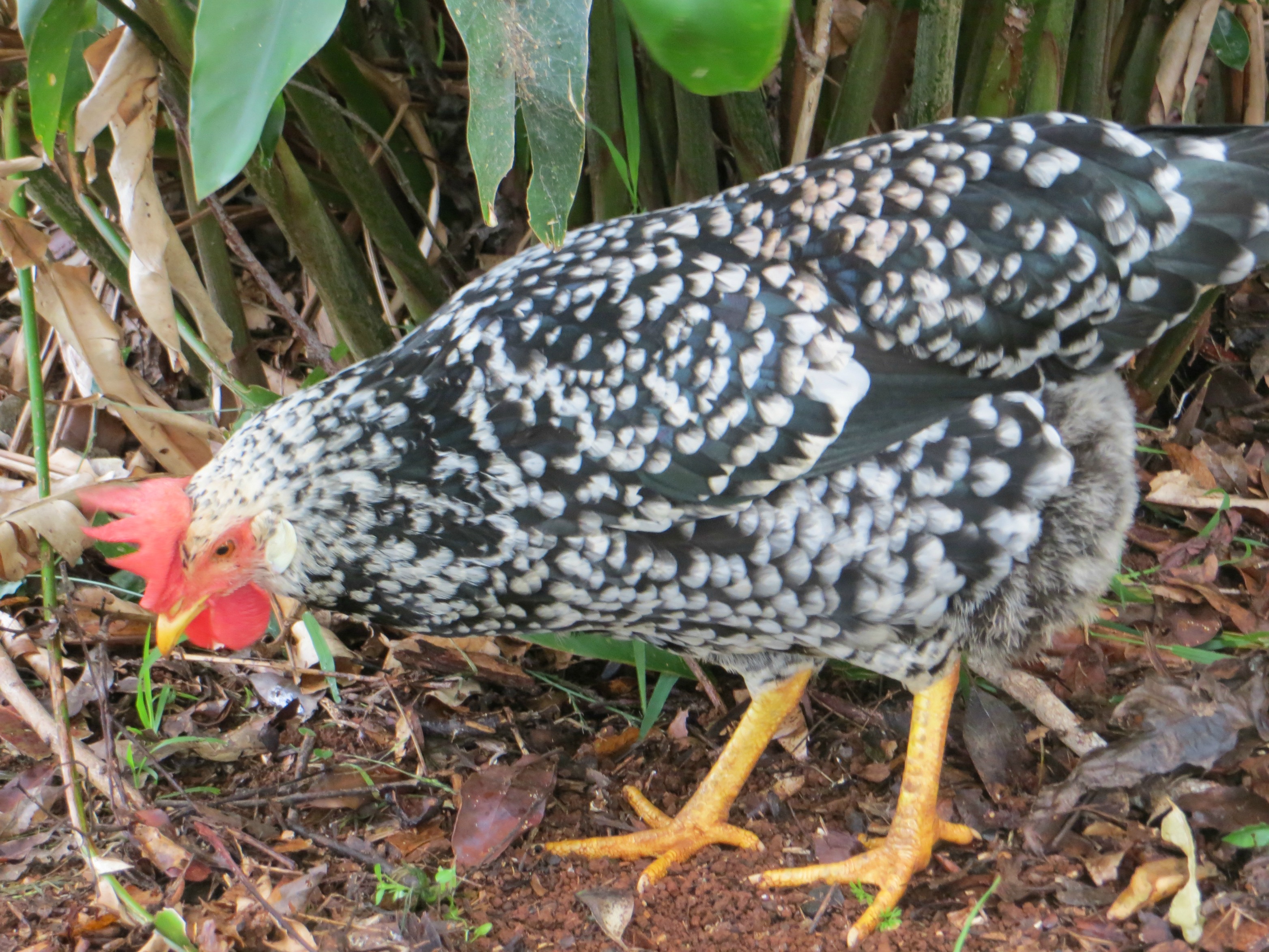 Freckles turned out to be a hen afterall. Ancona