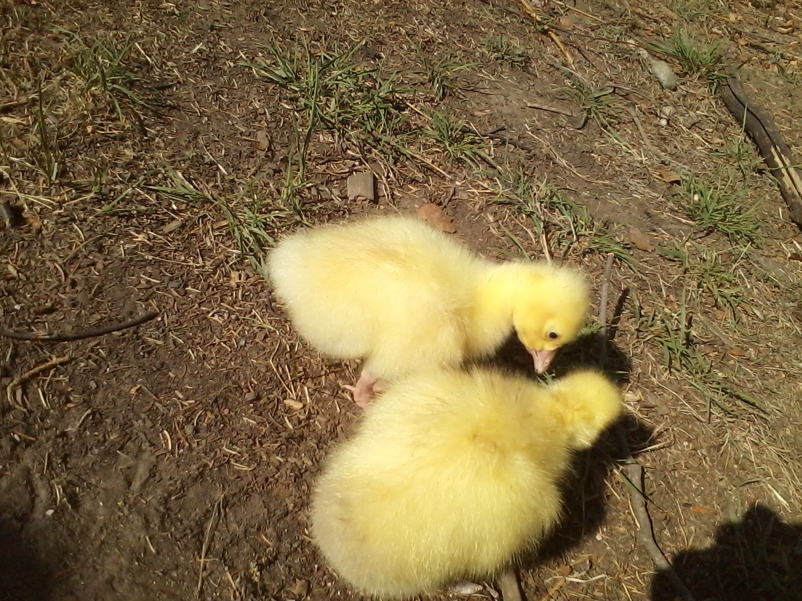 Fred and Ethel again.