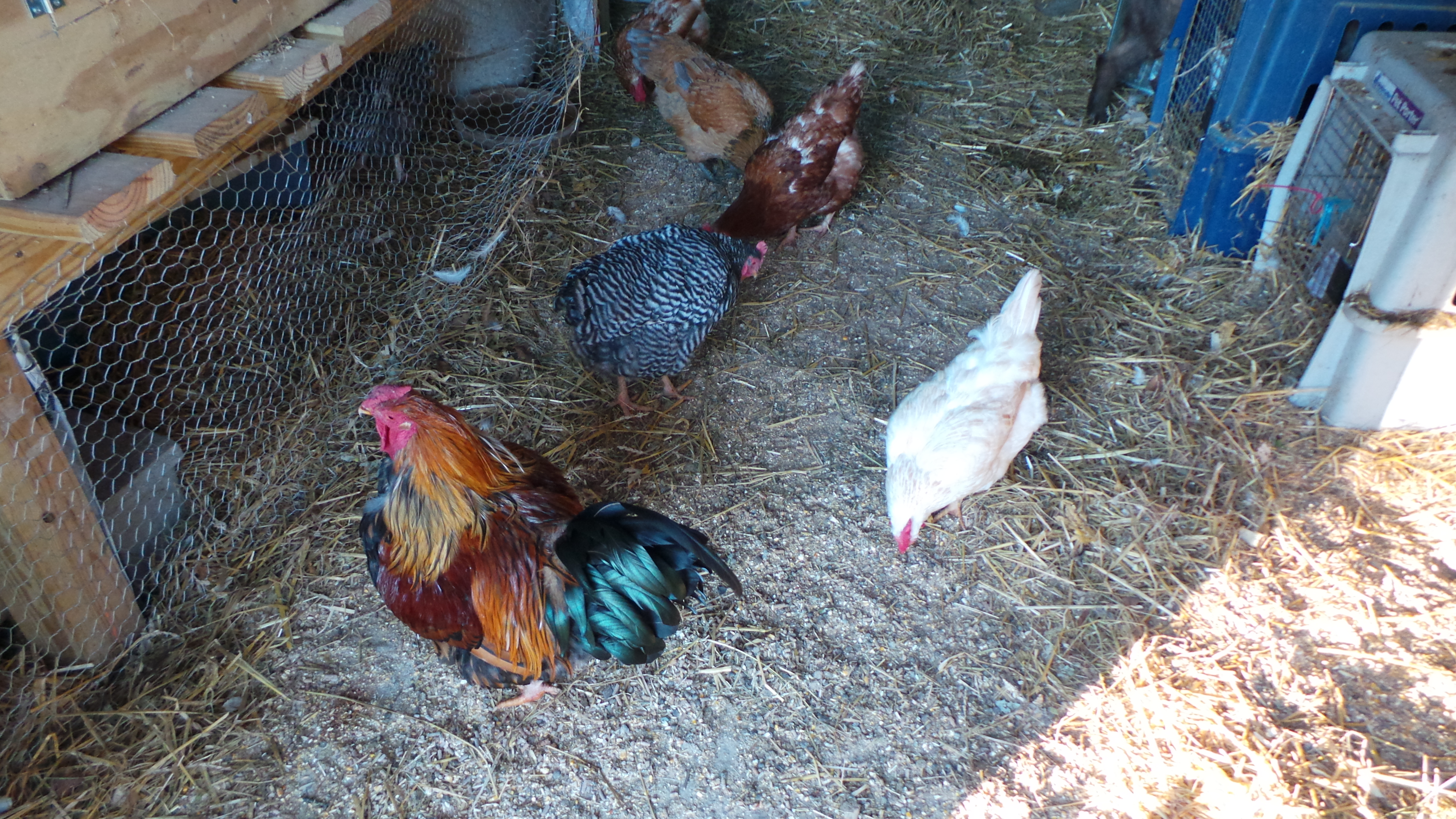 Fred and some of his girls. Checking out the ducks.