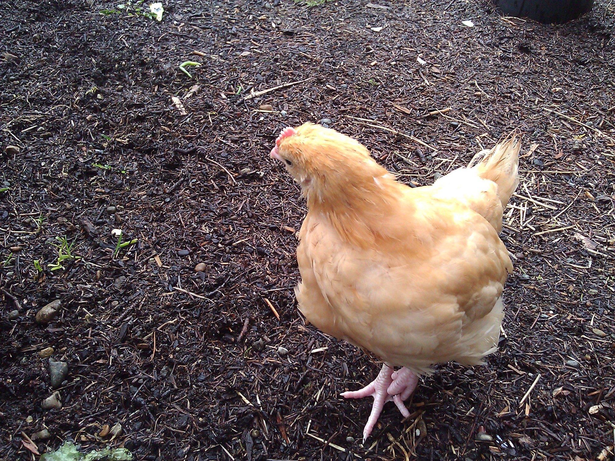Fred giving me his cockeyed stare - NOW I know where that term comes from!
