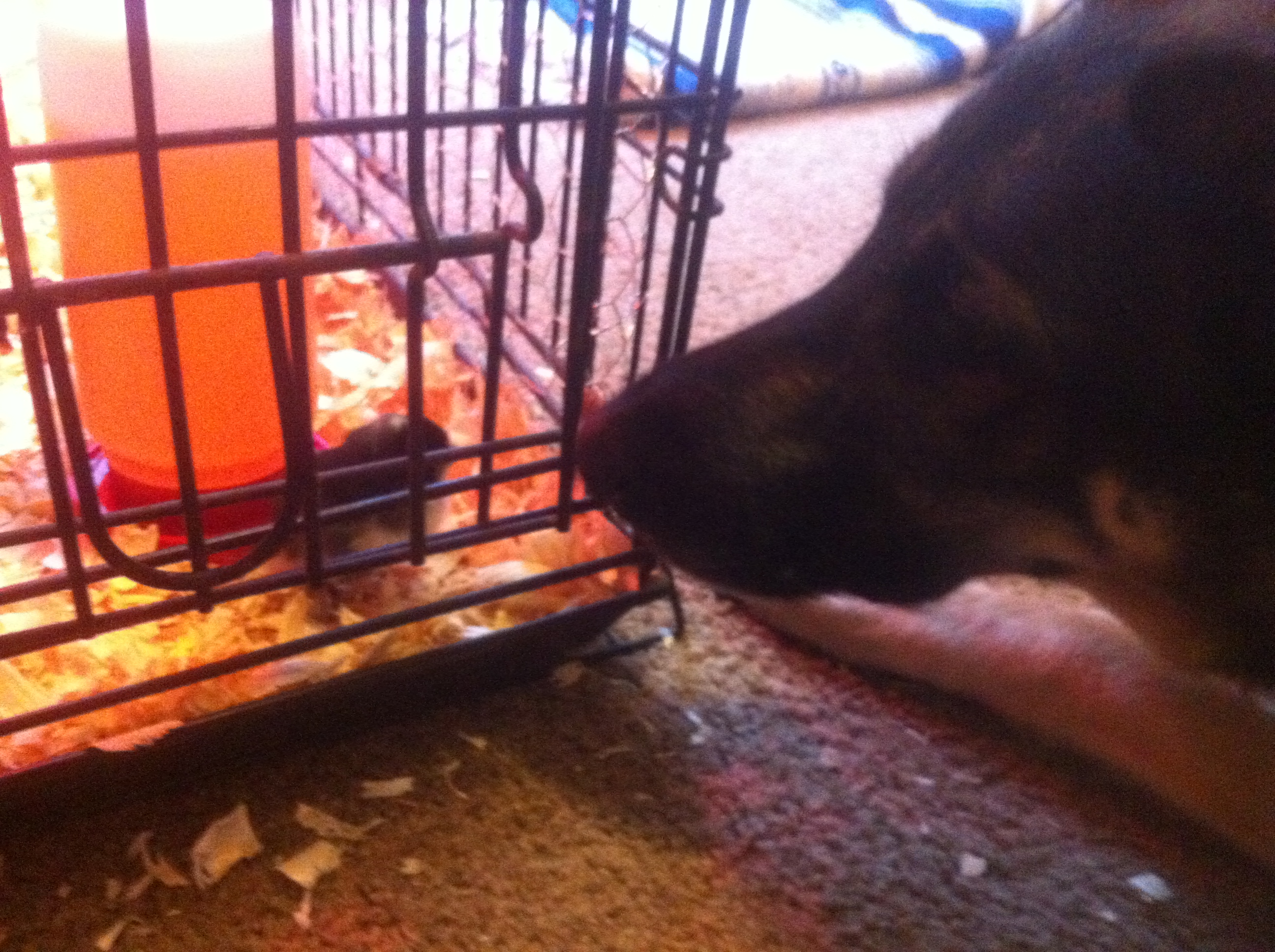Fred meets a chick.  :D  He gave it a dog kiss.  Dion says he was tasting but I know better!