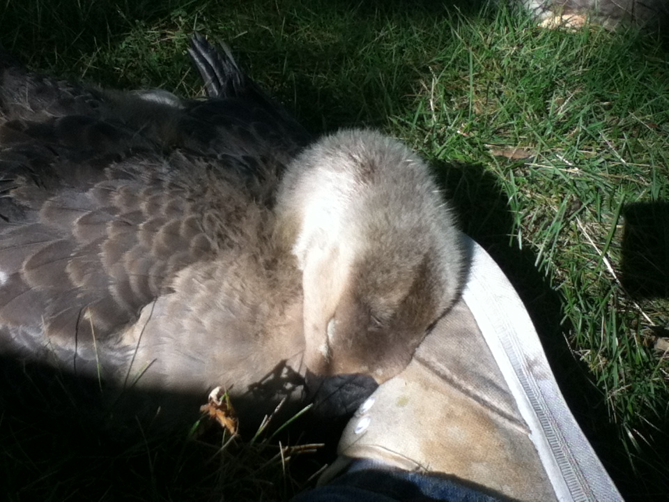 Fred, one of our African Geese napping on my foot.
