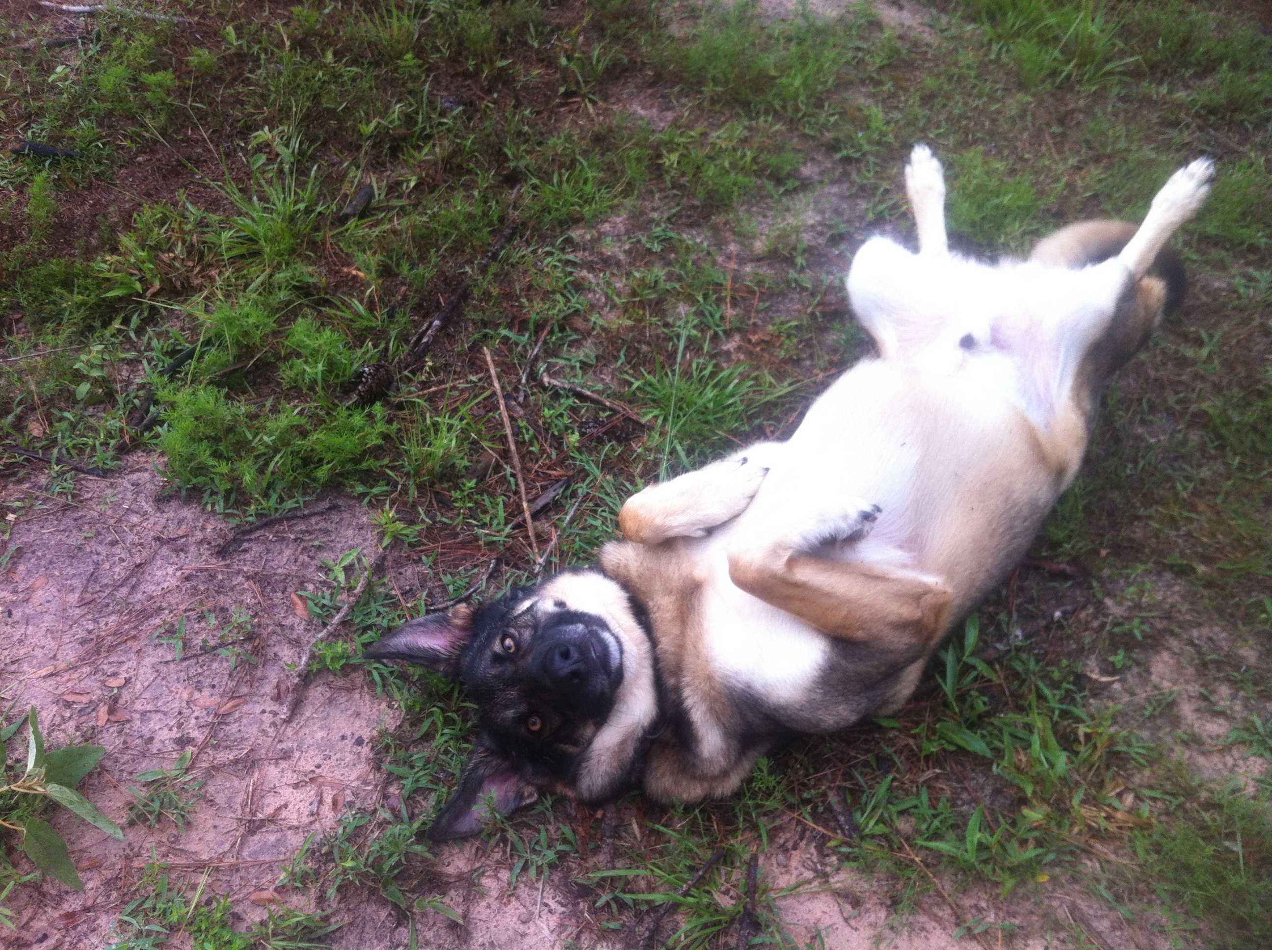 Fred relaxing after a hard days work.  He's such a trooper!
