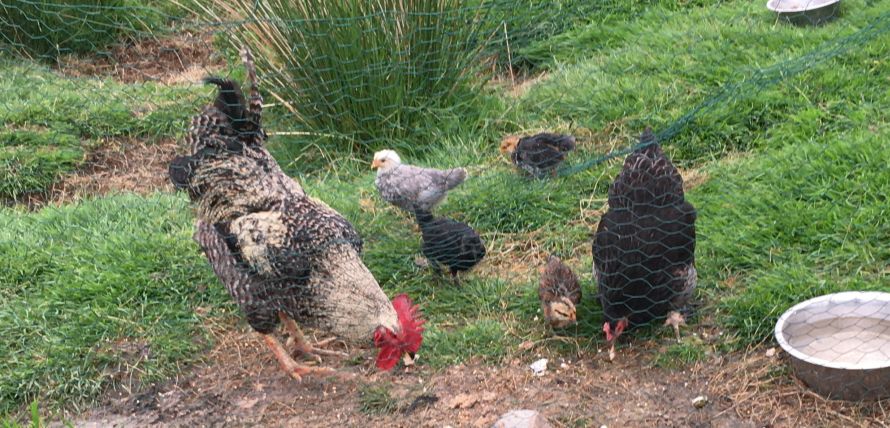 Fred  the olive egger and elsa and  her chicks