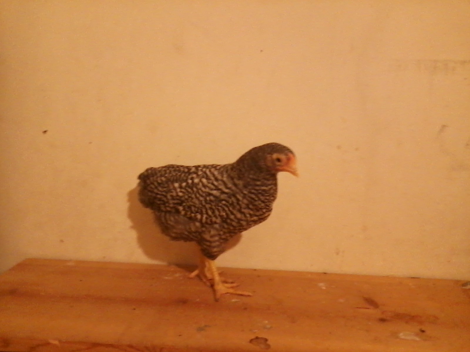 Freda, a Dominique pullet approximately 6 weeks old.