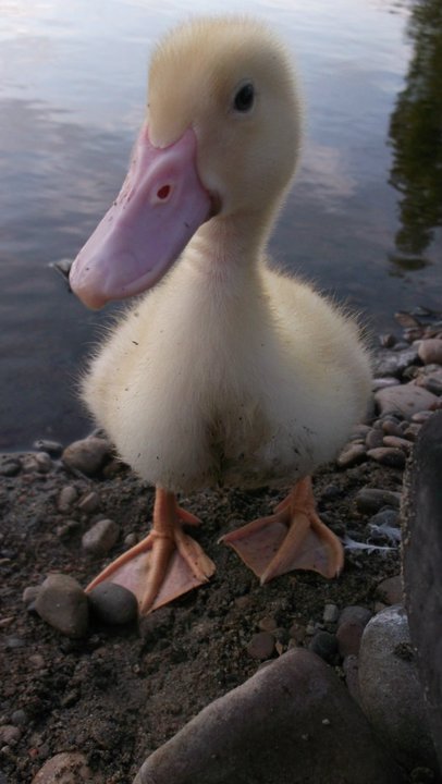 Freddie at the pond