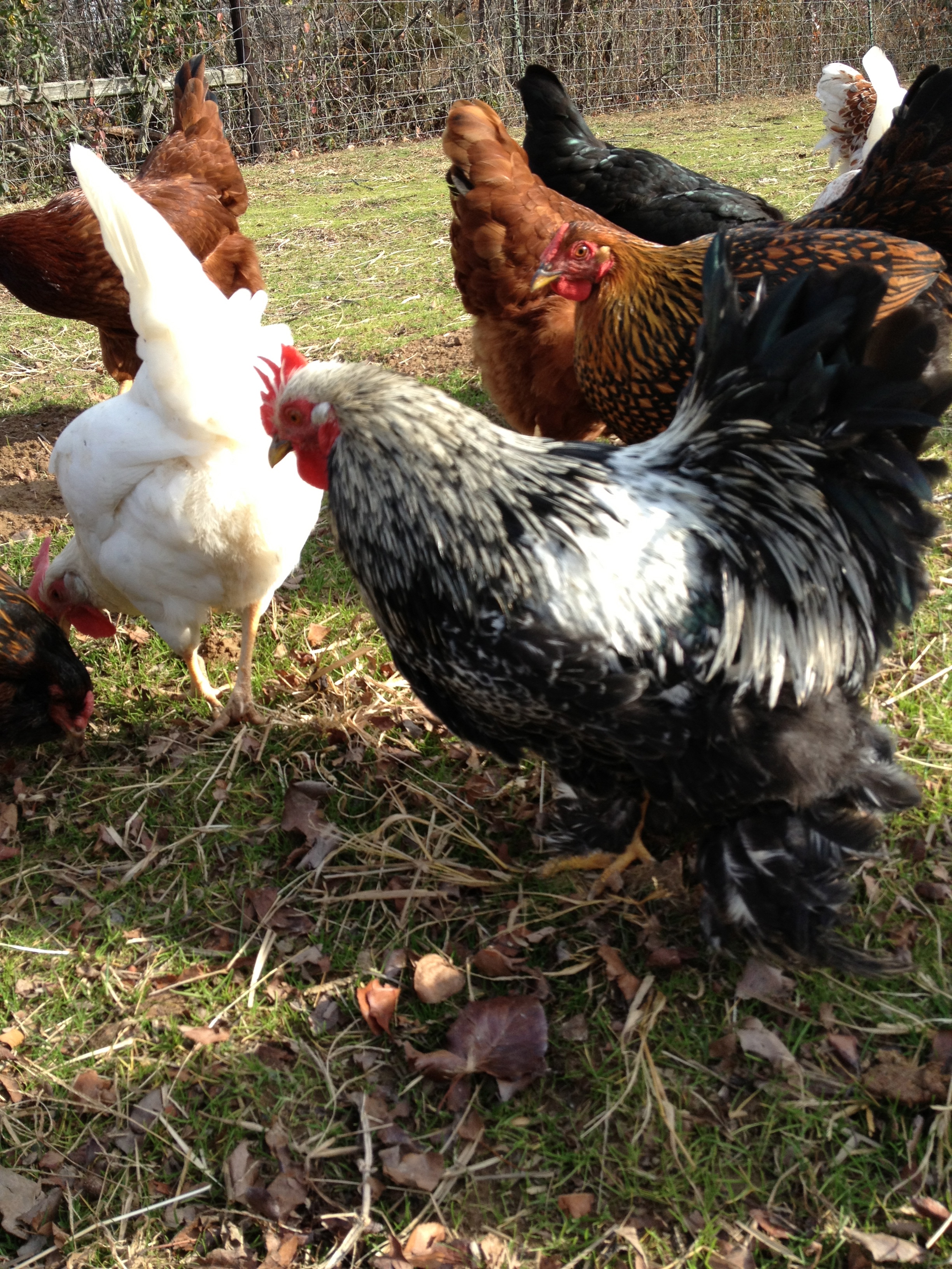 Freddy all grown up :)