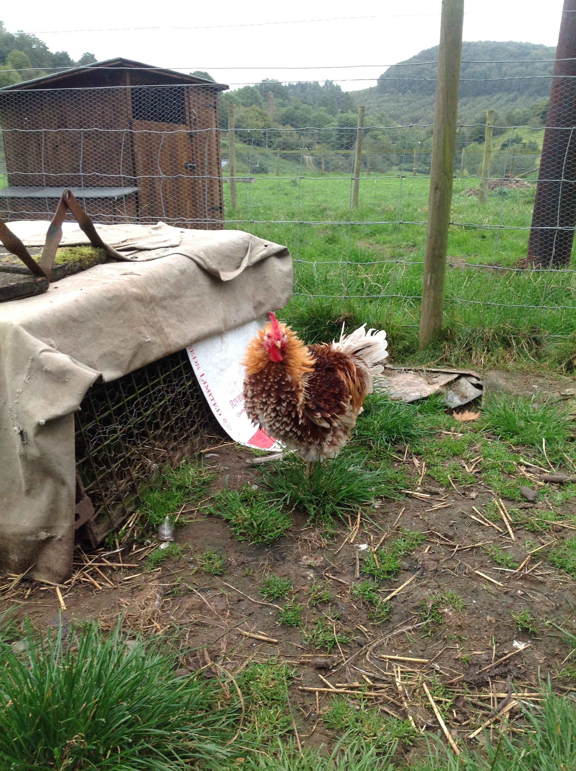 Freddy the frizzle