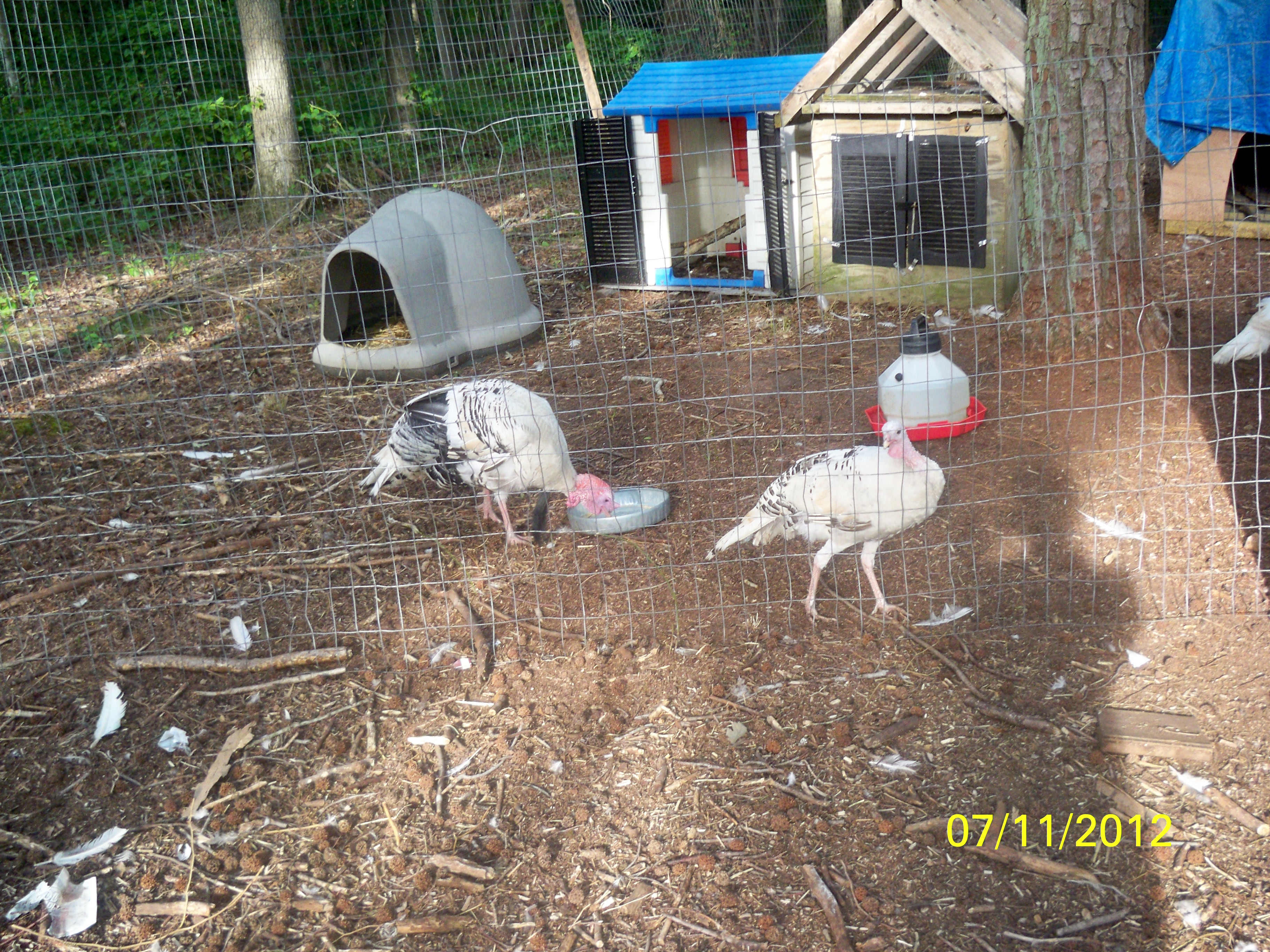 Freddy, Tootsie - royal palm turkeys
