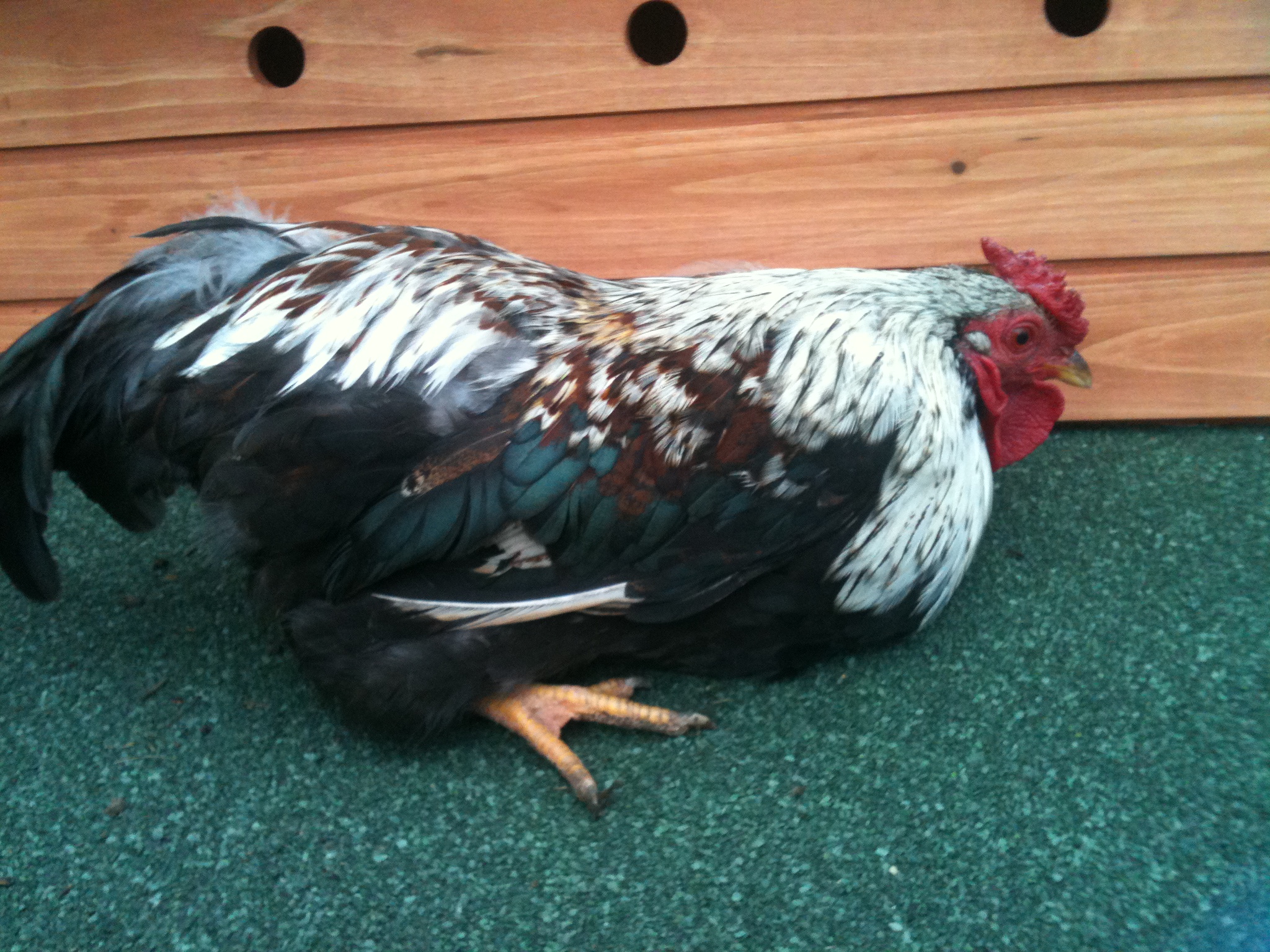 Fredi my bantam cockerel