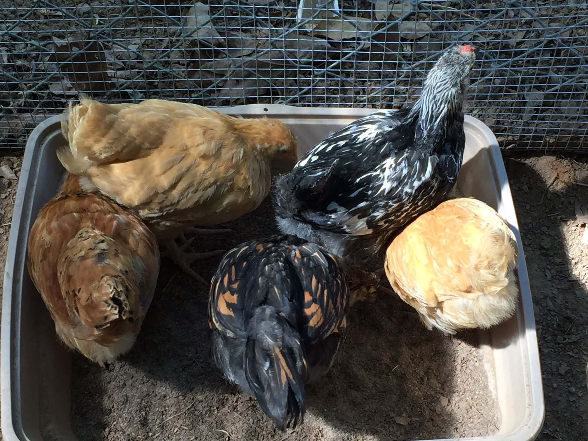 Free dust baths