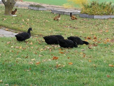 free range cayugas