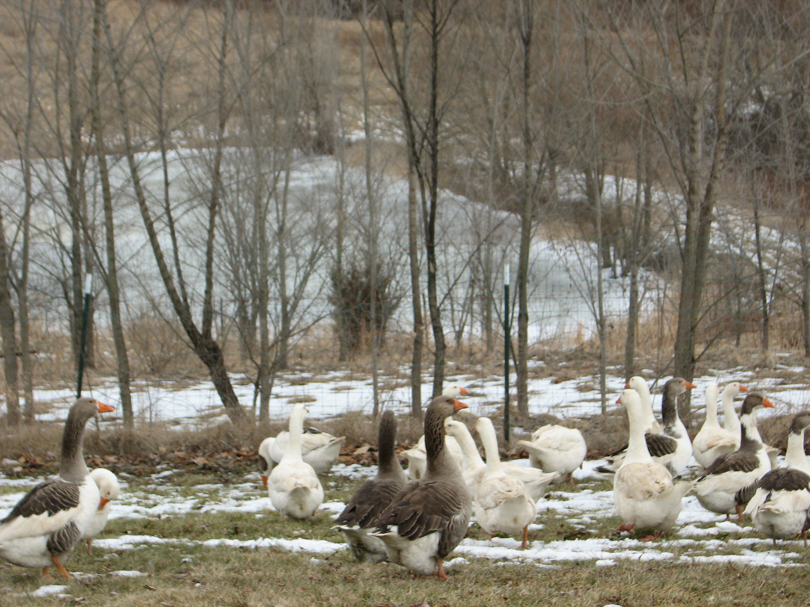Free Range Geese