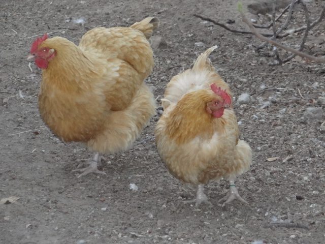 Free-range hens.