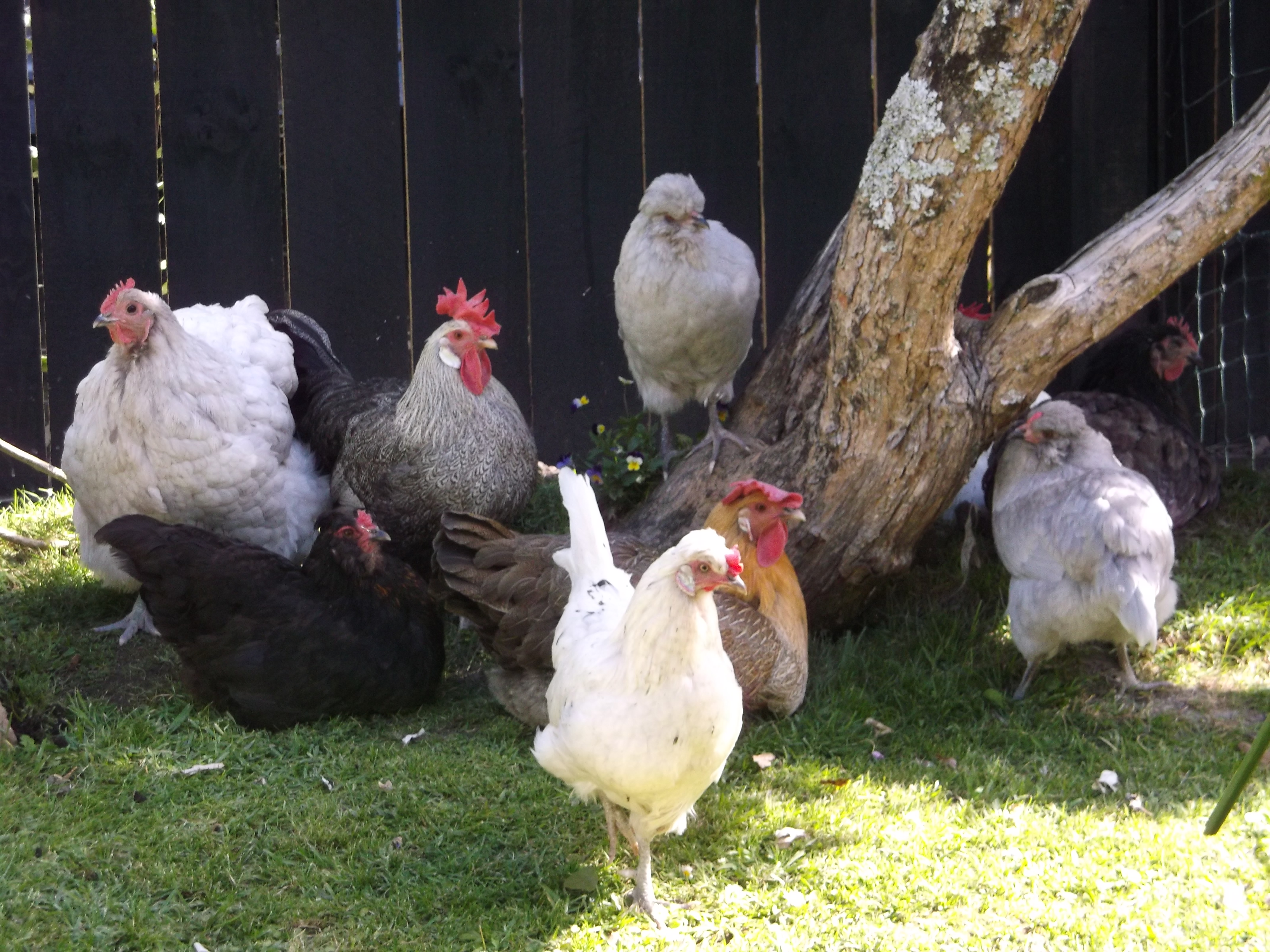 Free range time in the garden. Spring sunshine.Yay!