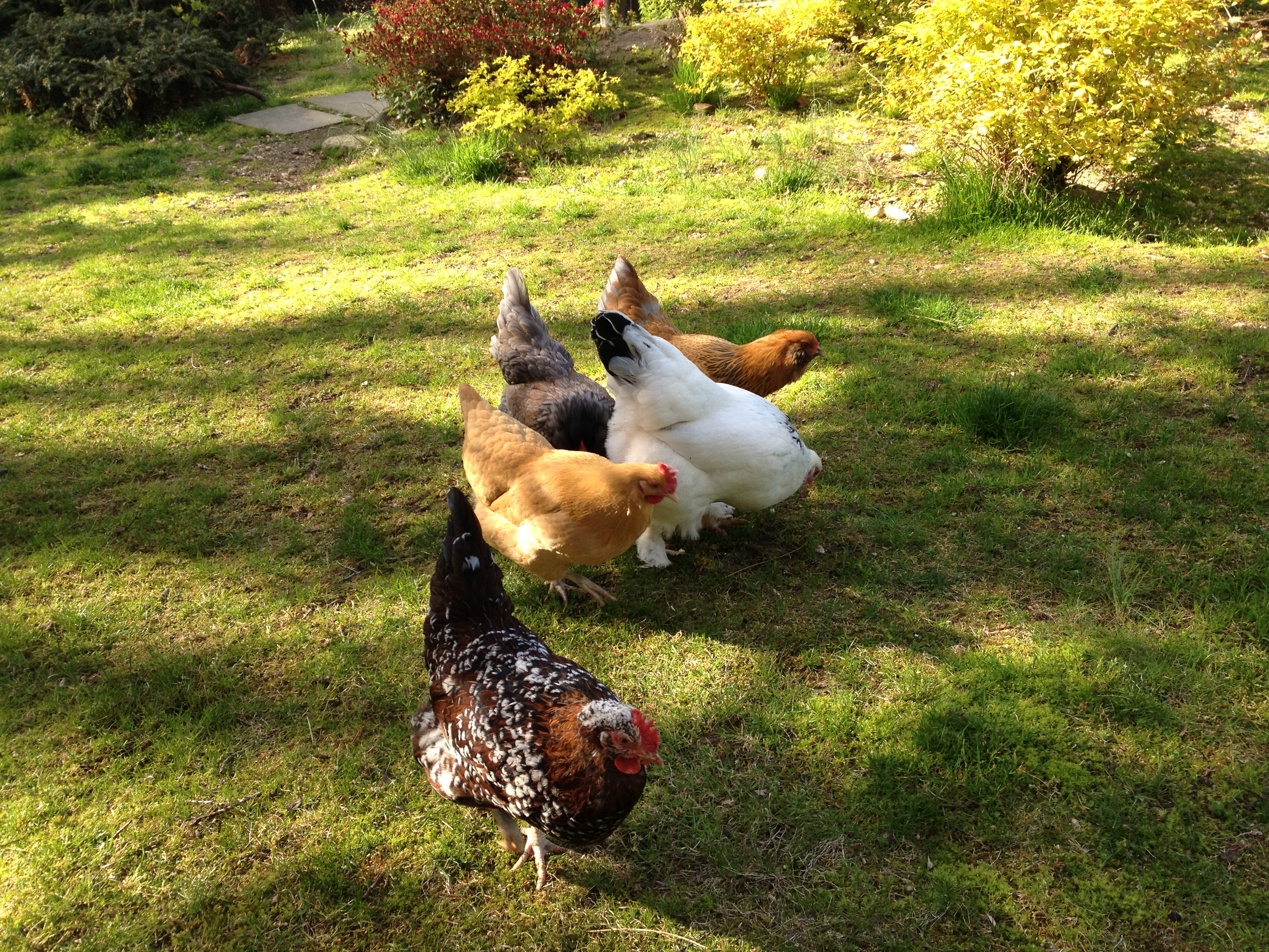Free Range time!