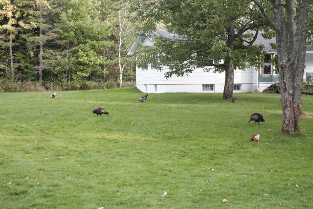 Free range