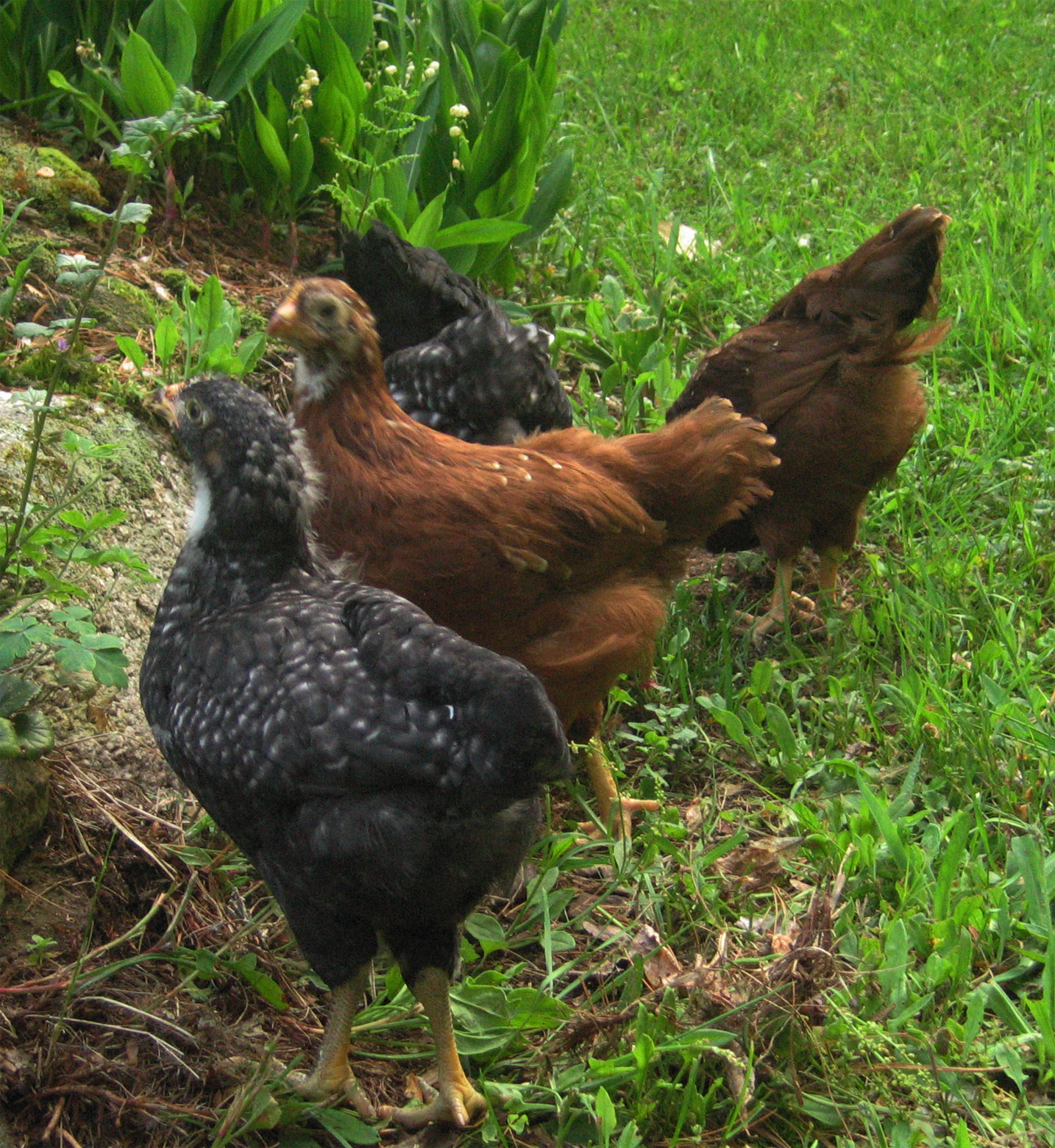 free ranging 5-25-2012 6-1/2 weeks