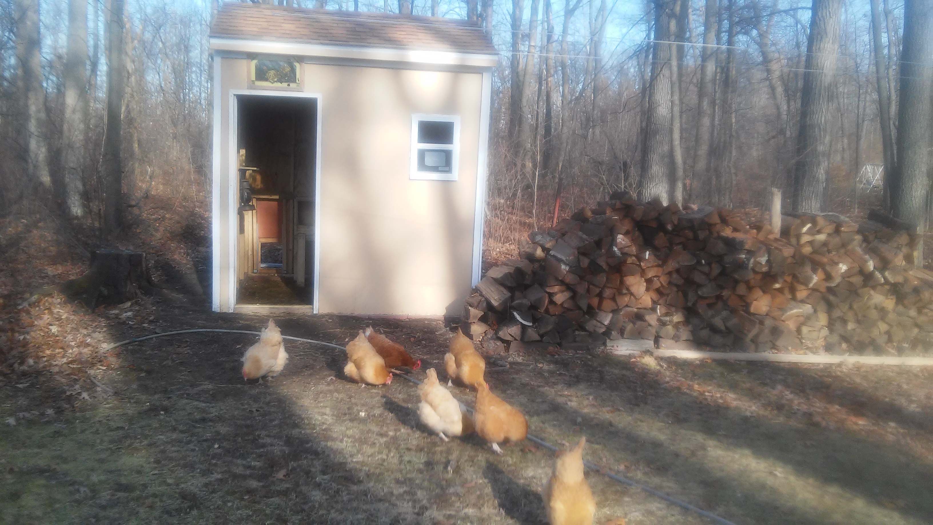 Free ranging, because they get cabin fever too!