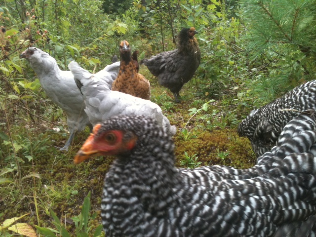 free ranging blackberries