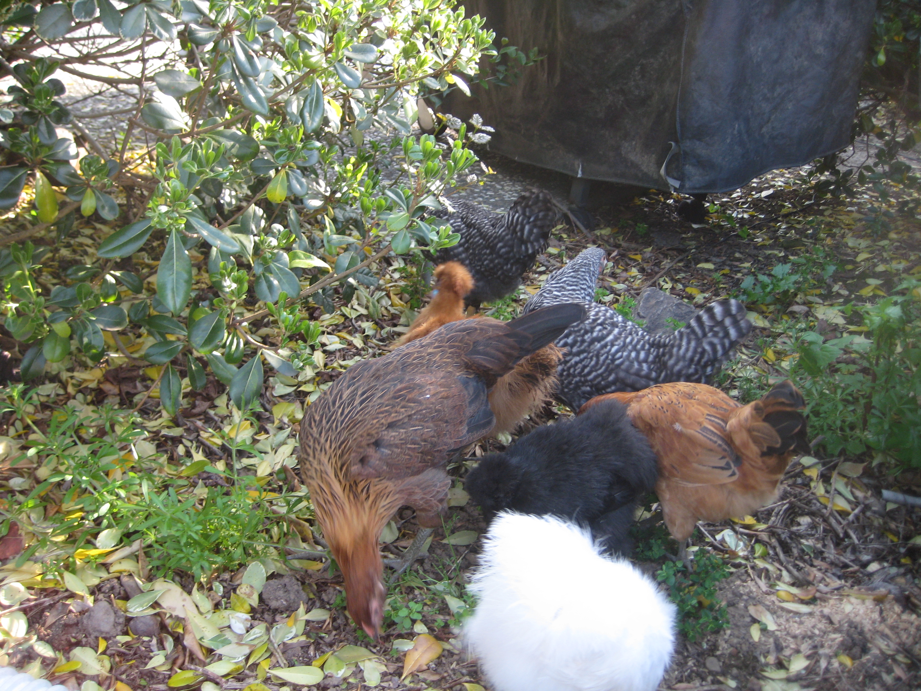Free Ranging for a bit. 12 weeks