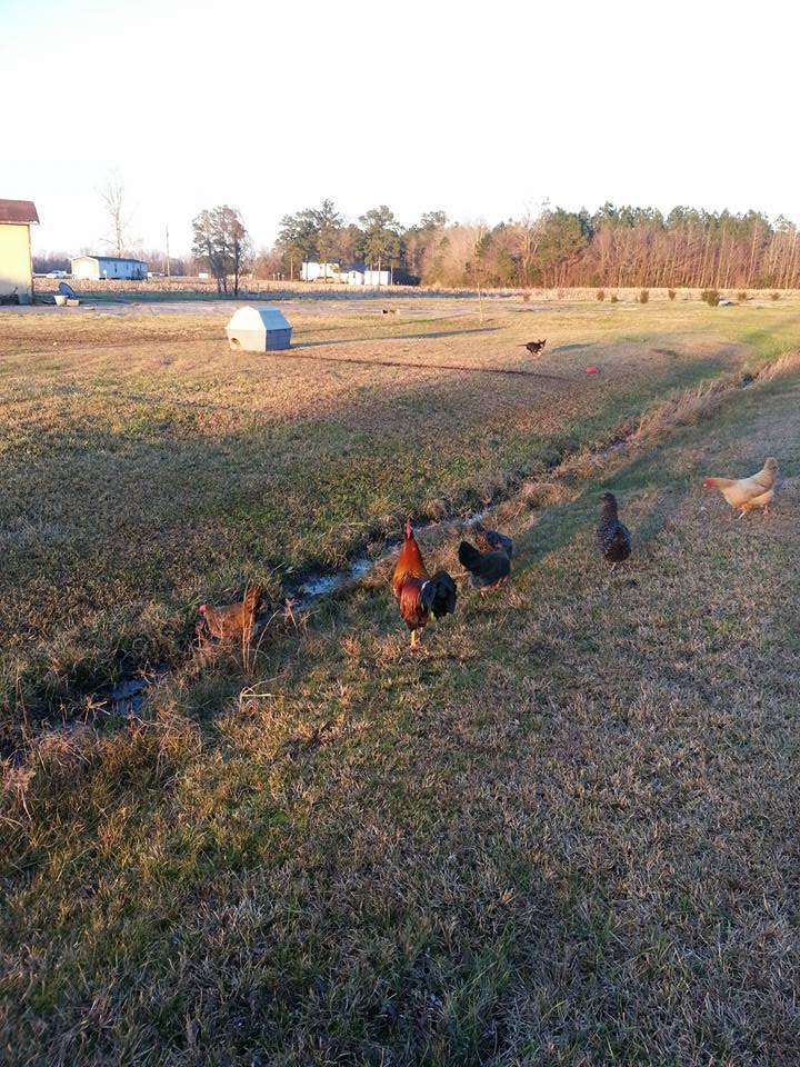 Free ranging happy peckers