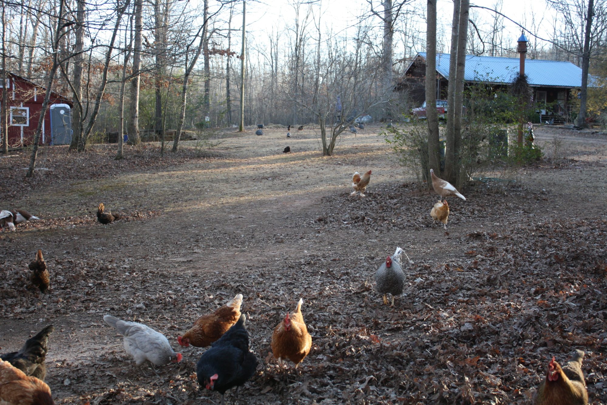 free ranging in my yard