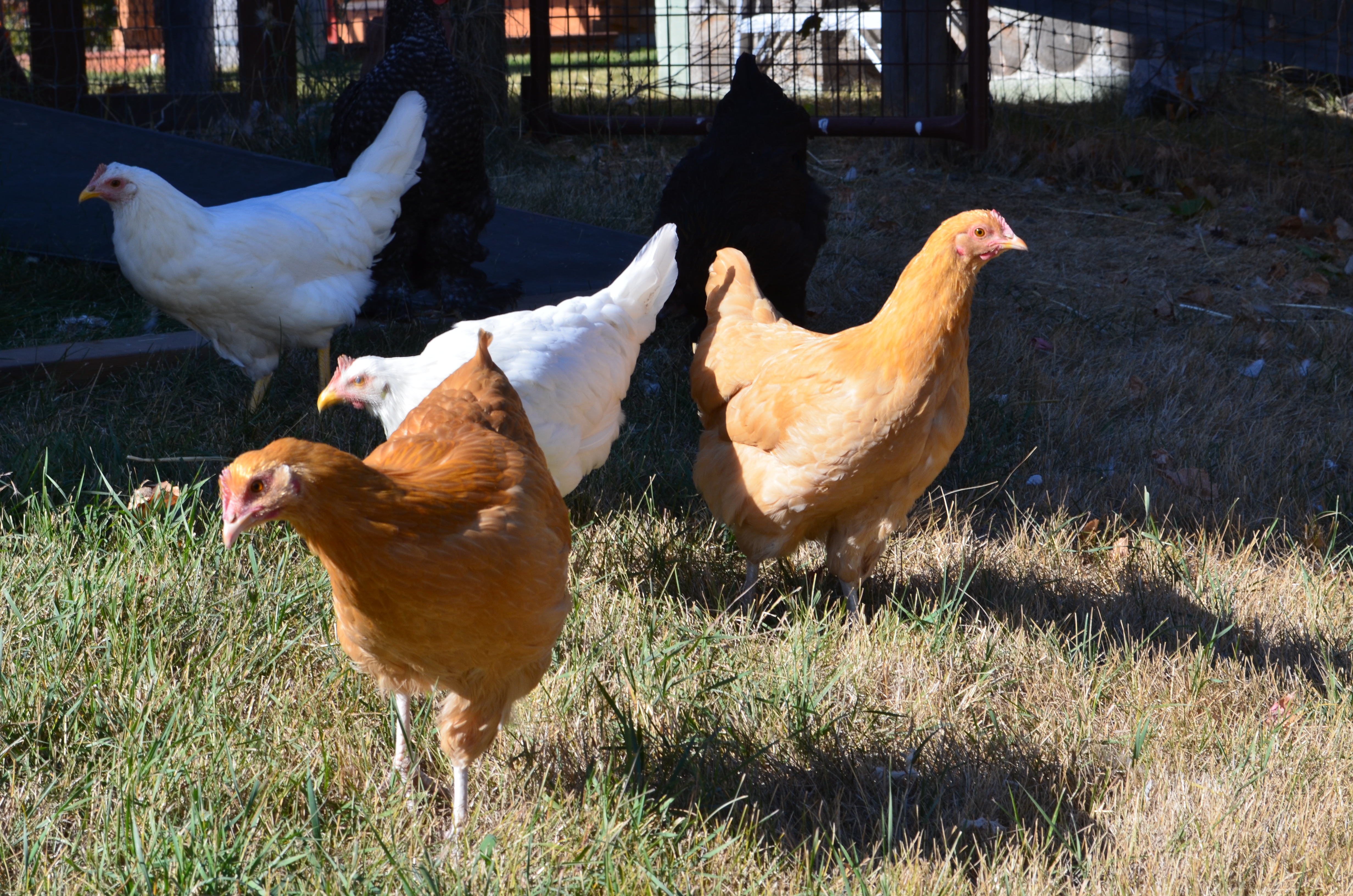 Free ranging in our backyard