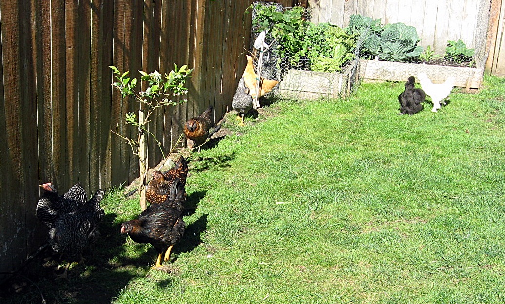 Free ranging in the back yard