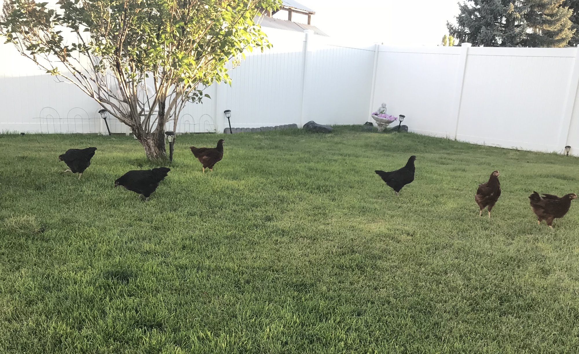 Free Ranging In The Yard